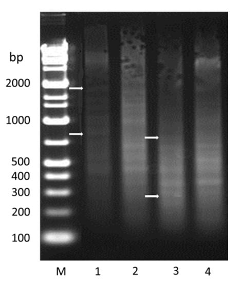 Pathogens 09 00378 g0a4
