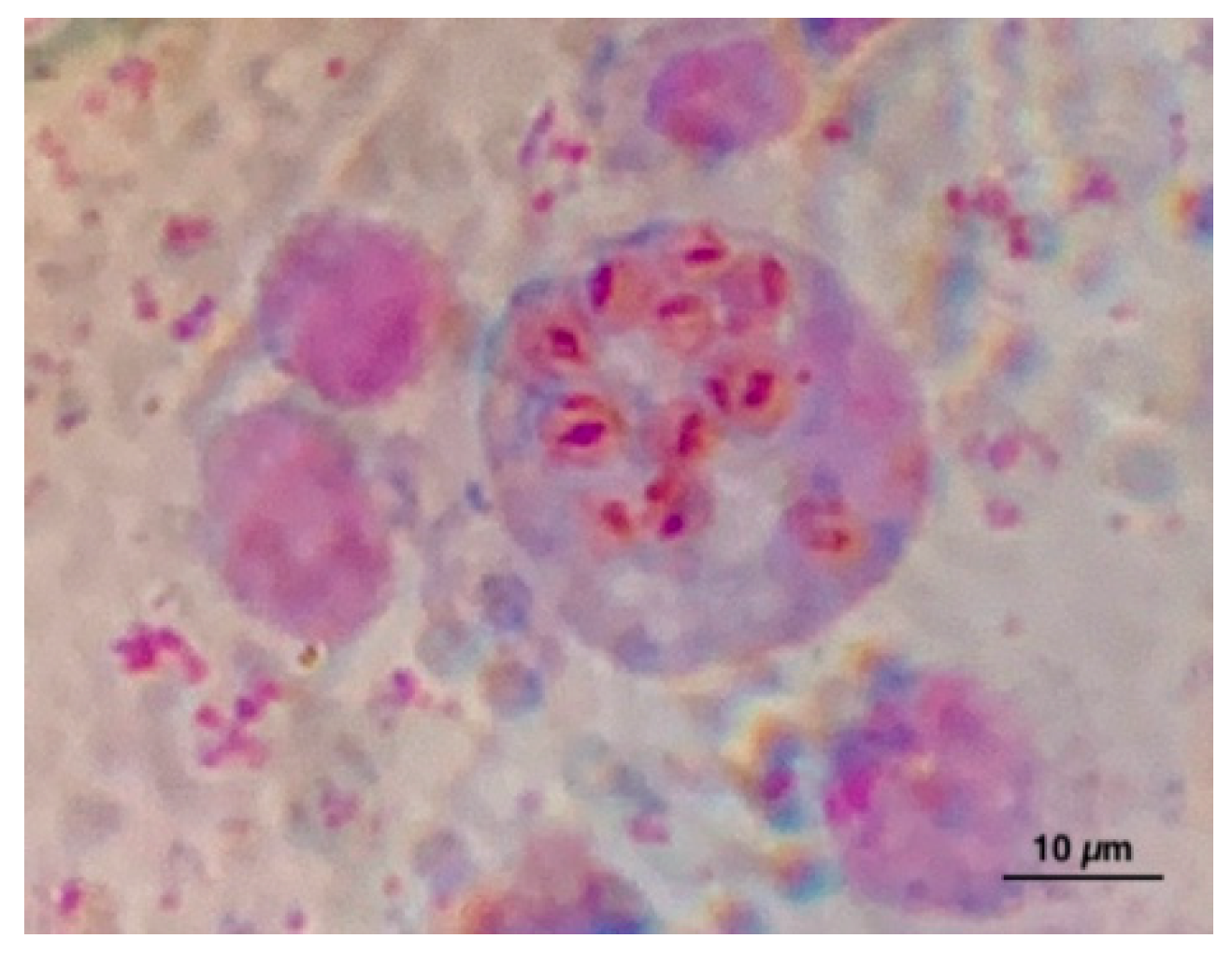 Pathogens 09 00395 g001 Pathogens 09 00395 g001