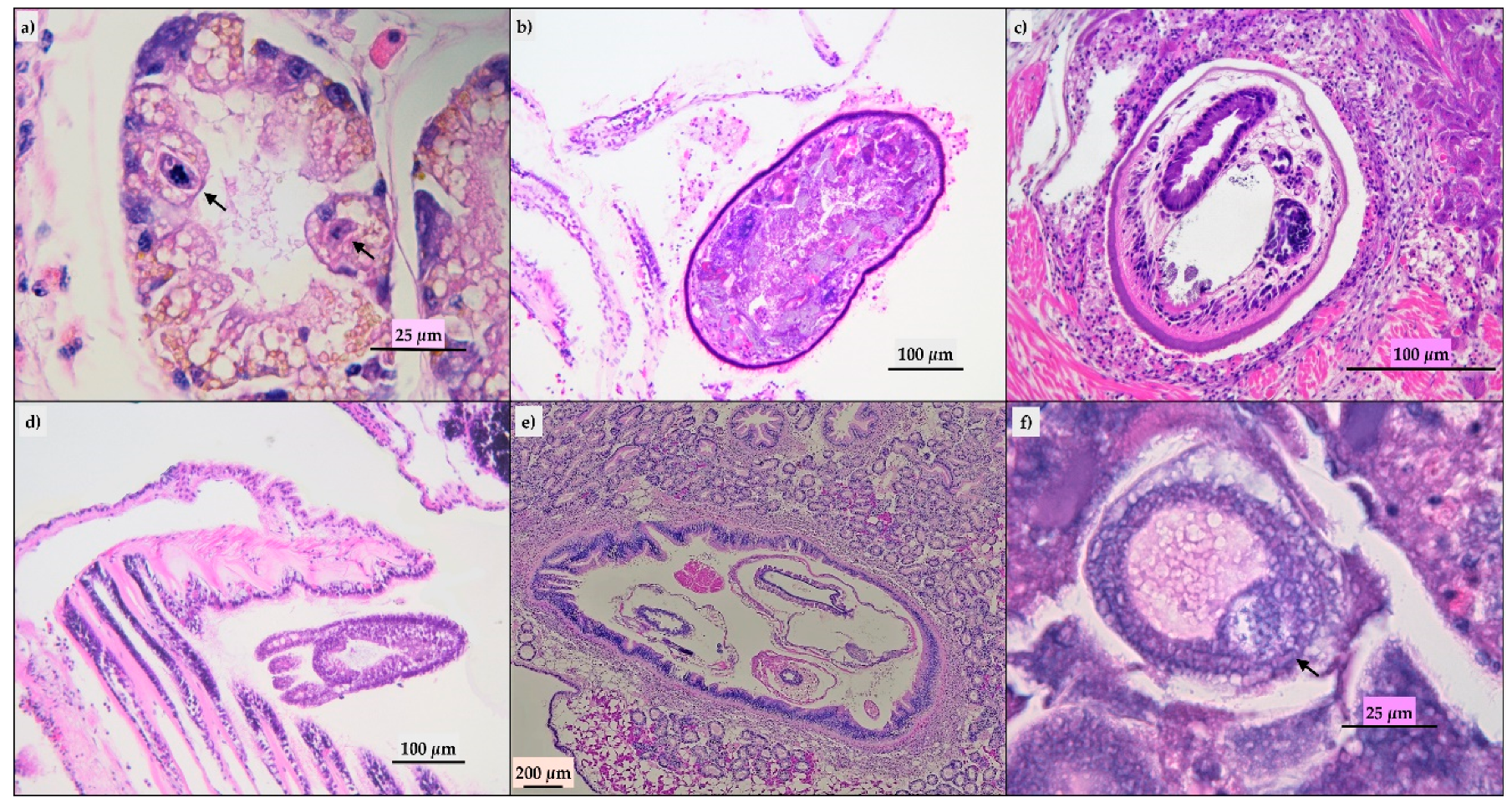 Pathogens 09 00395 g002 Pathogens 09 00395 g002