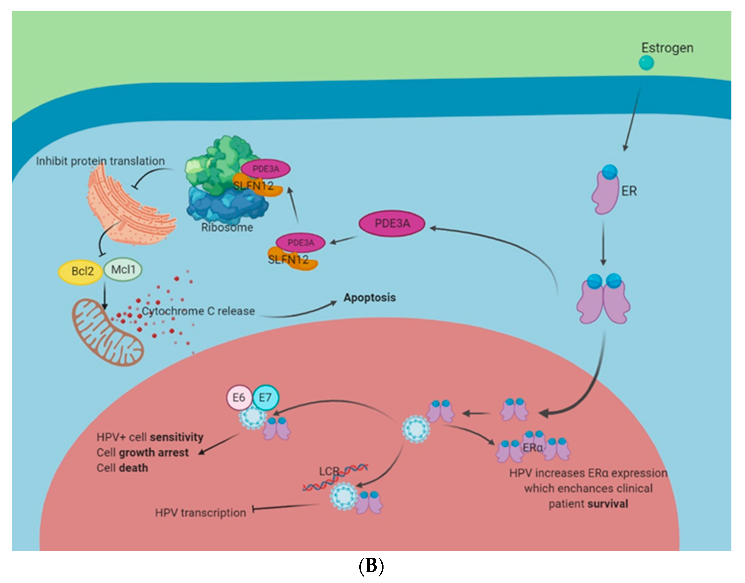 Pathogens 09 00403 g002b
