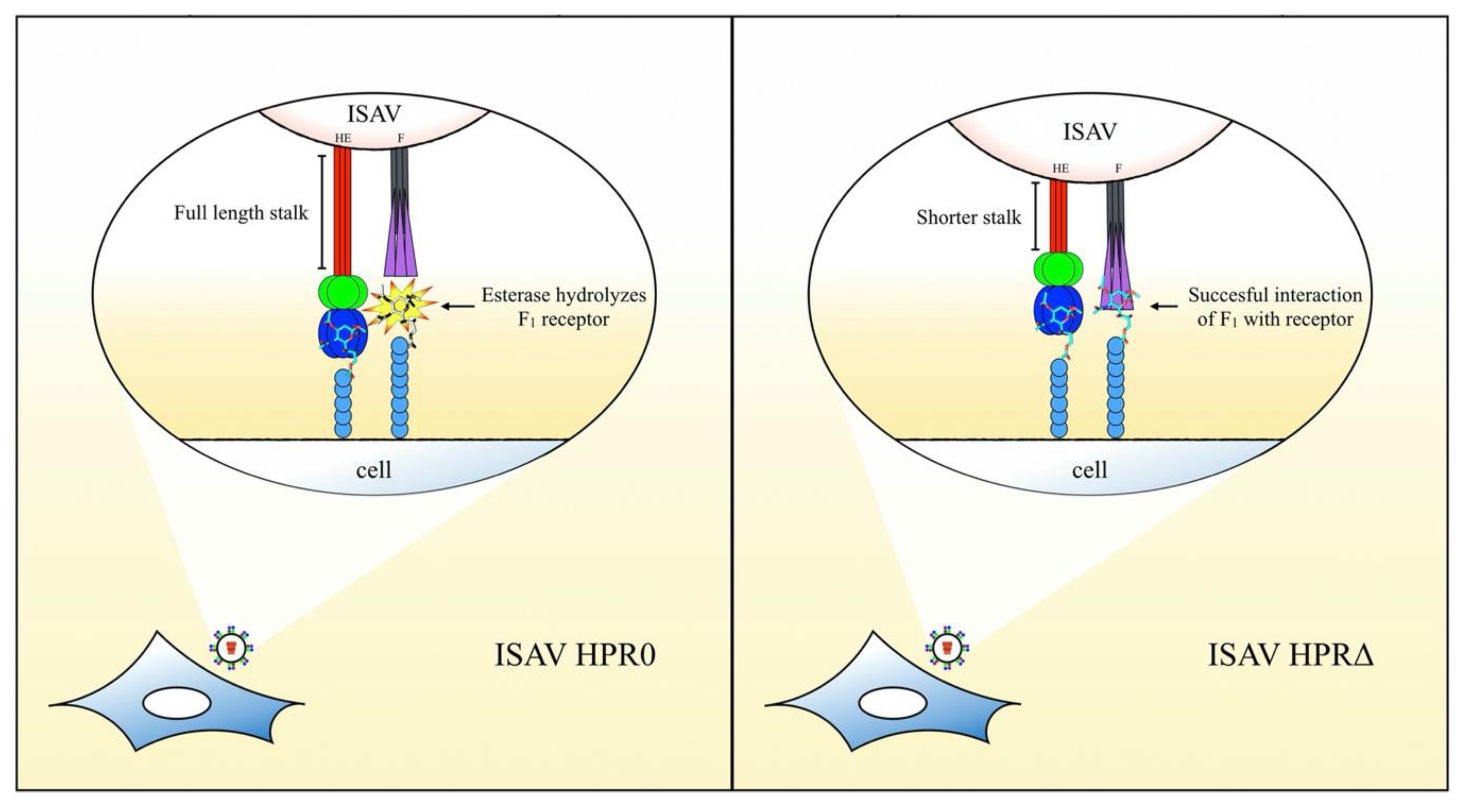 Pathogens 09 00416 g006