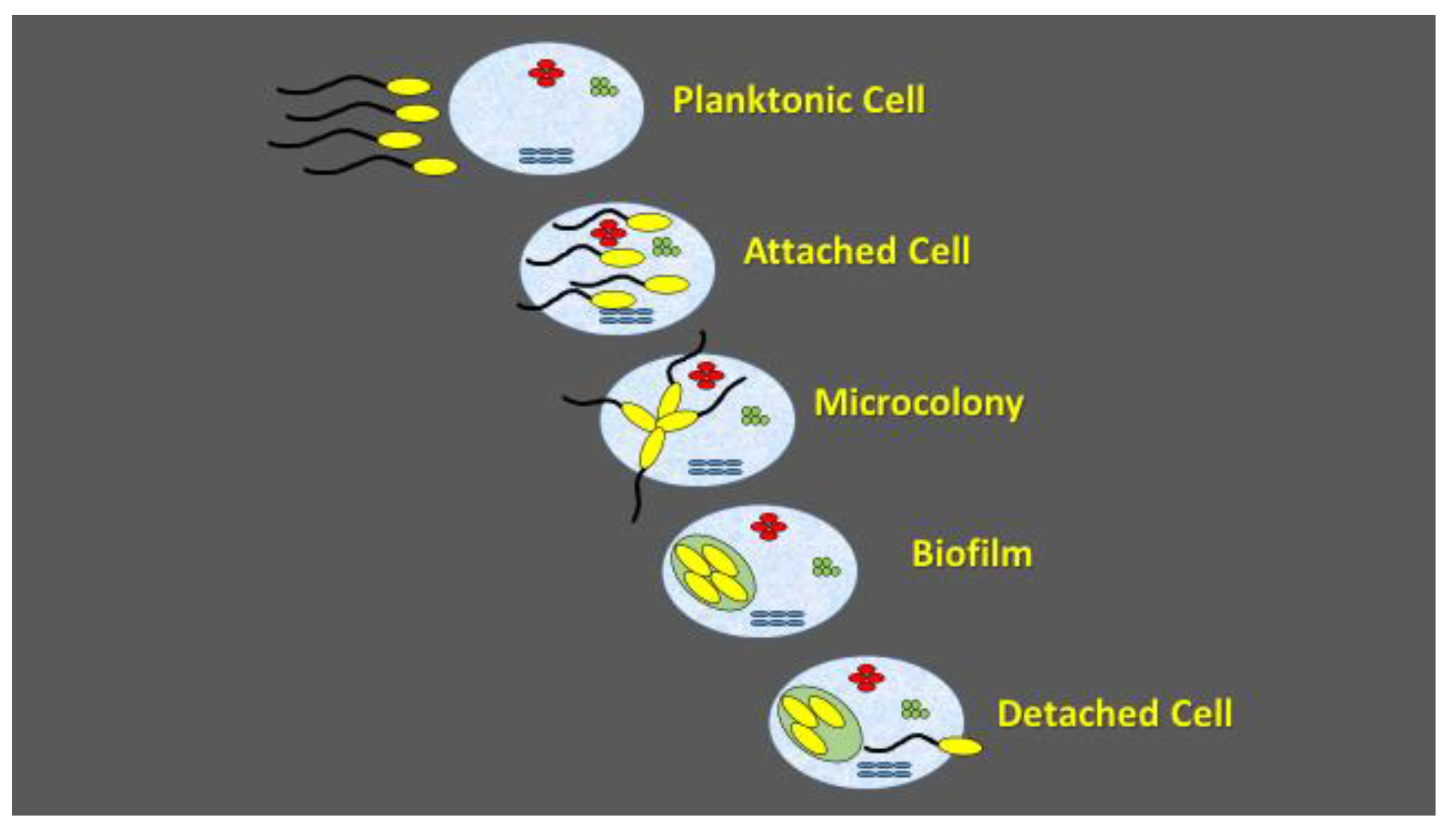 Pathogens 09 00419 g002 Pathogens 09 00419 g002