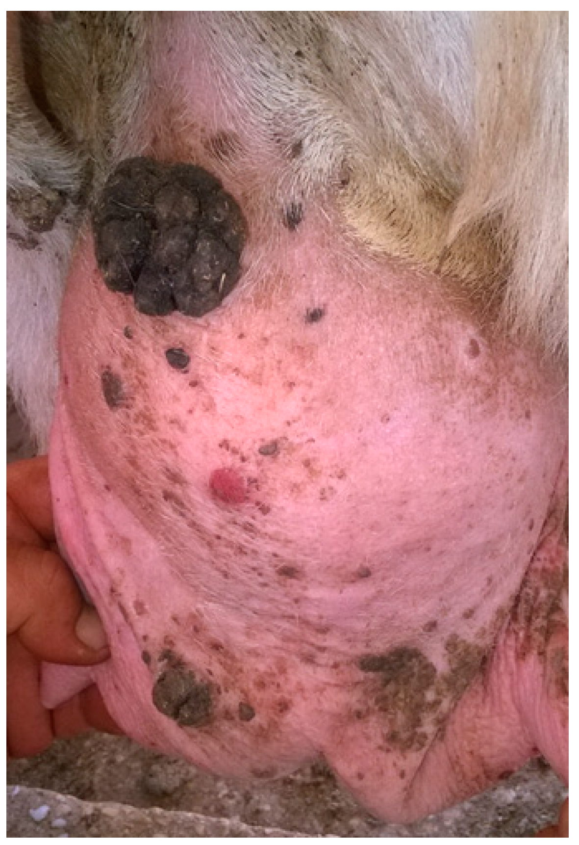 Pathogens 09 00429 g003