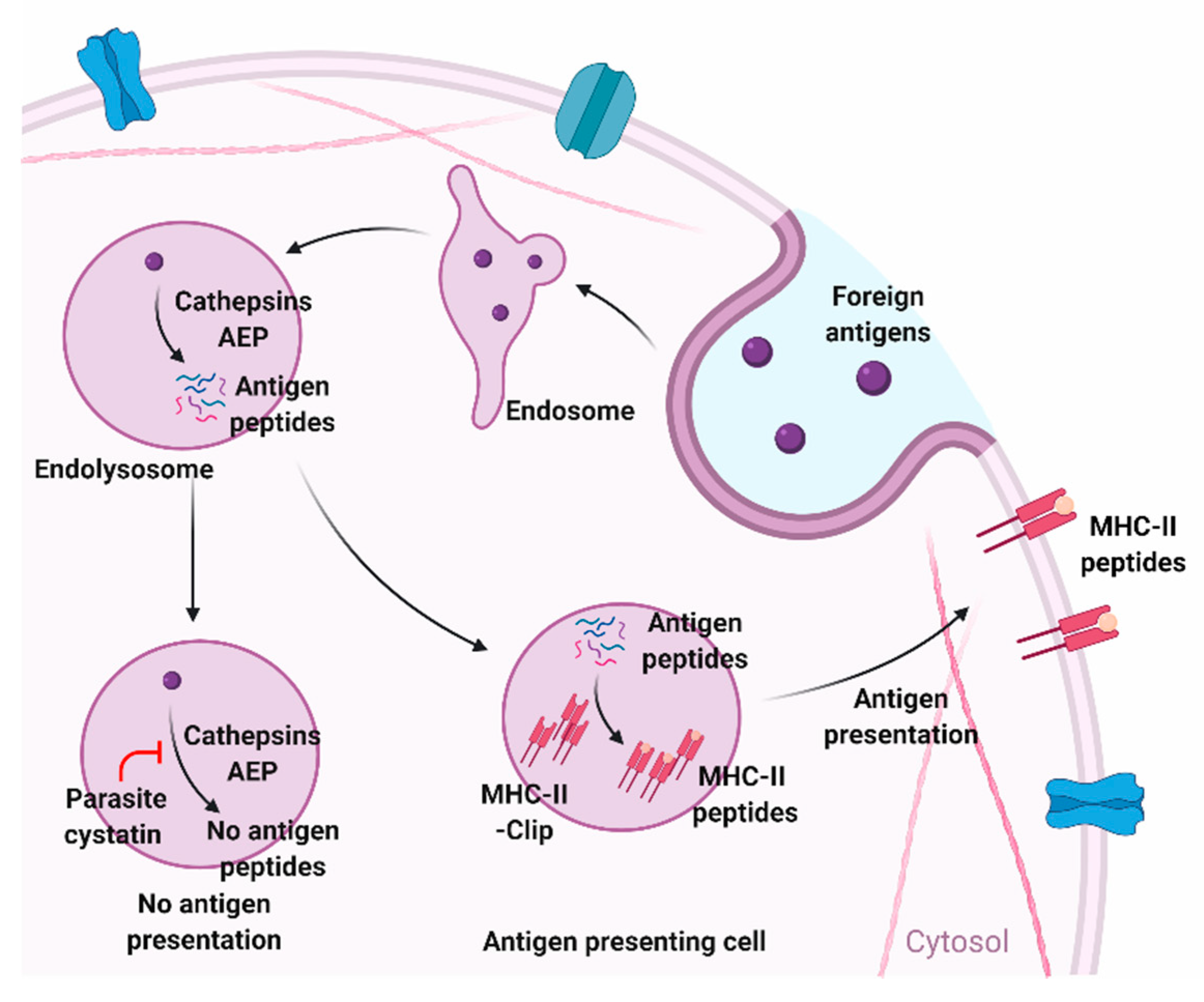 Pathogens 09 00431 g002
