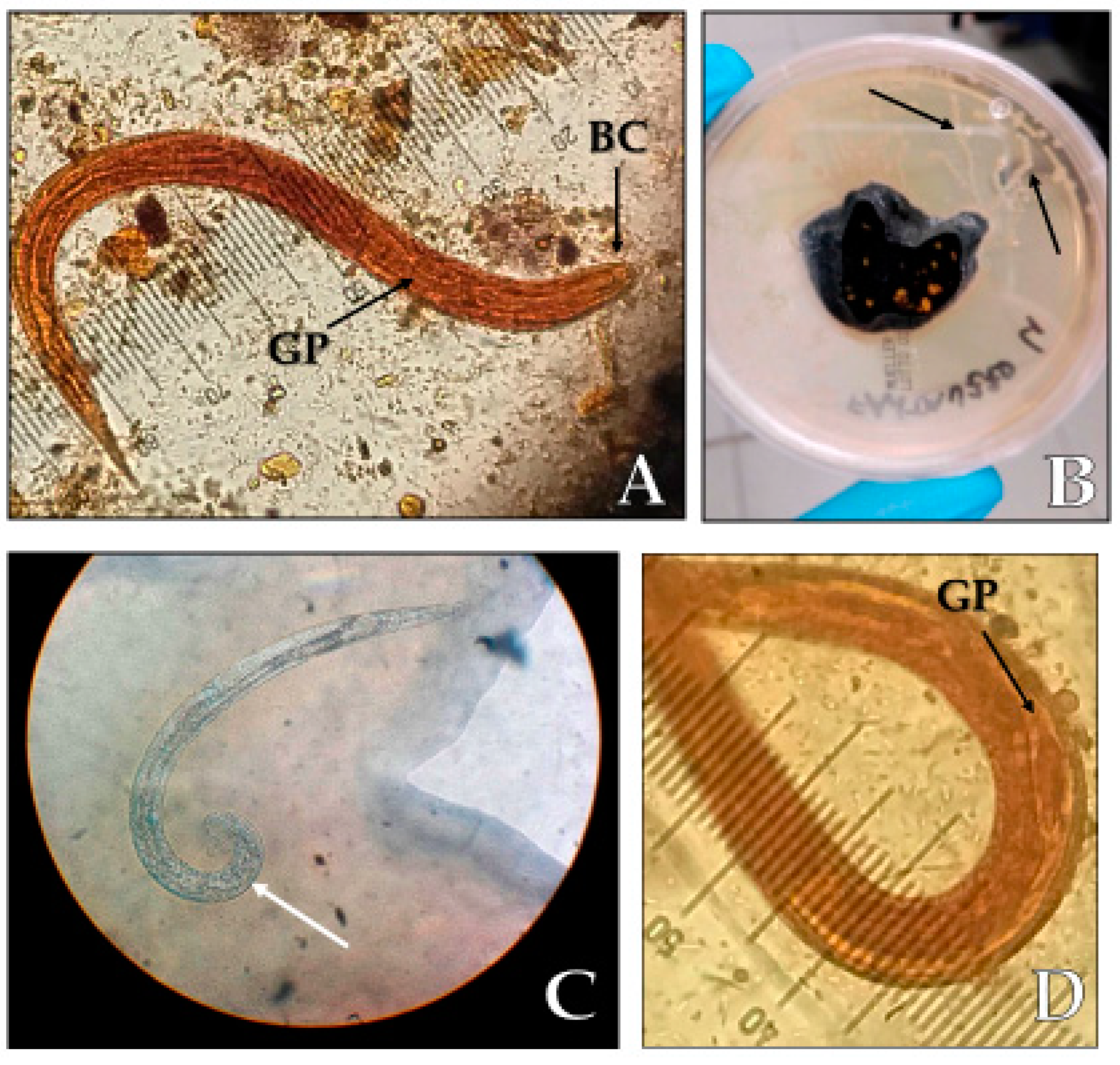 Pathogens 09 00439 g001 Pathogens 09 00439 g001