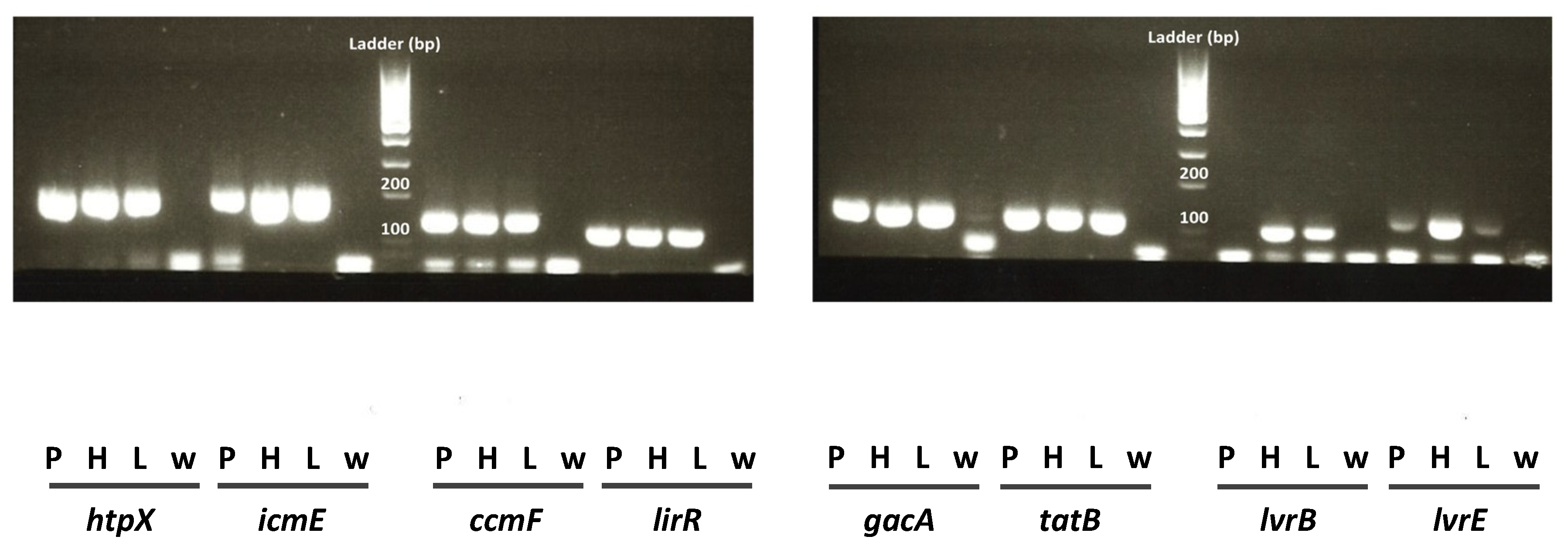 Pathogens 09 00447 g001