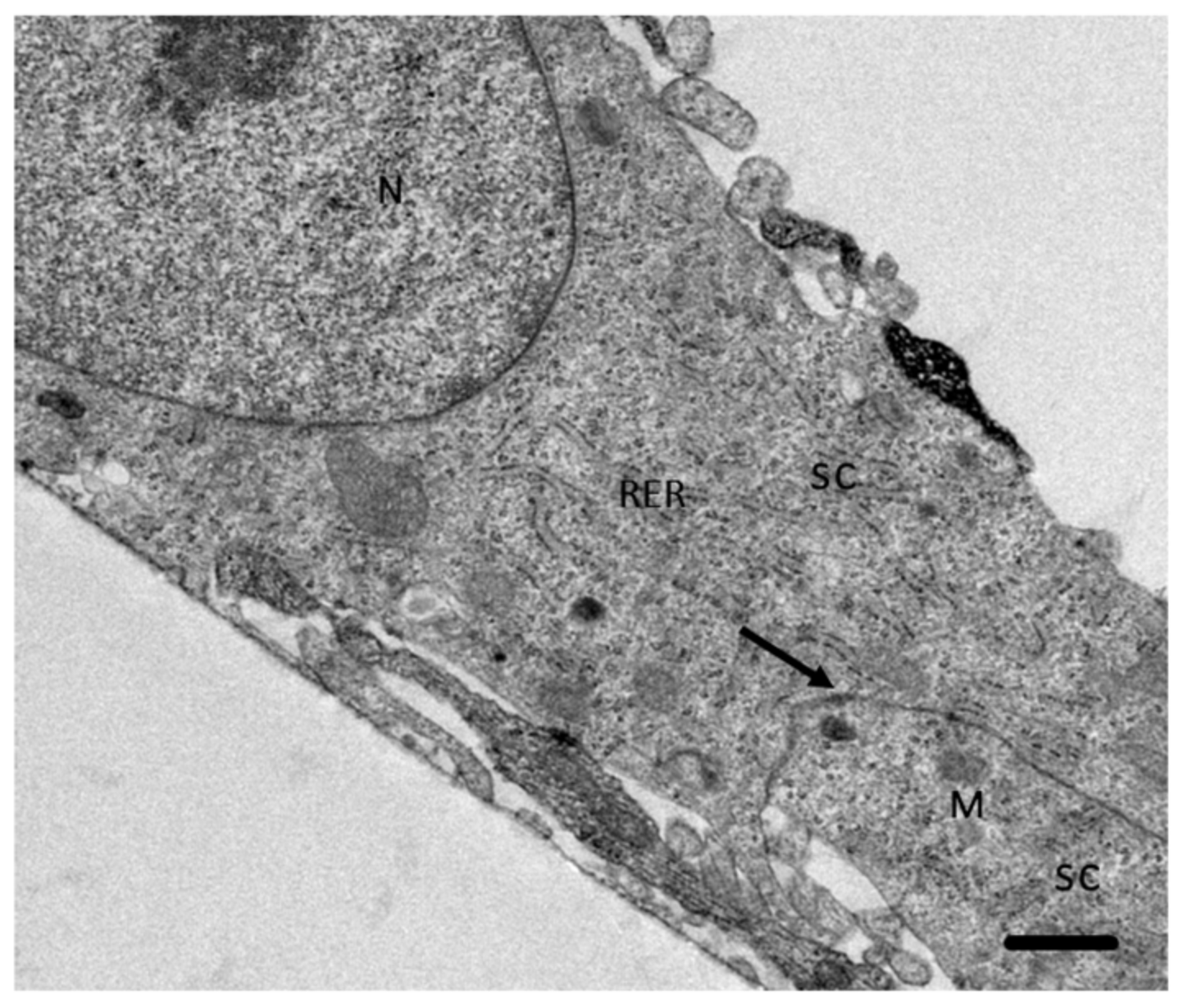 Pathogens 09 00458 g001 Pathogens 09 00458 g001