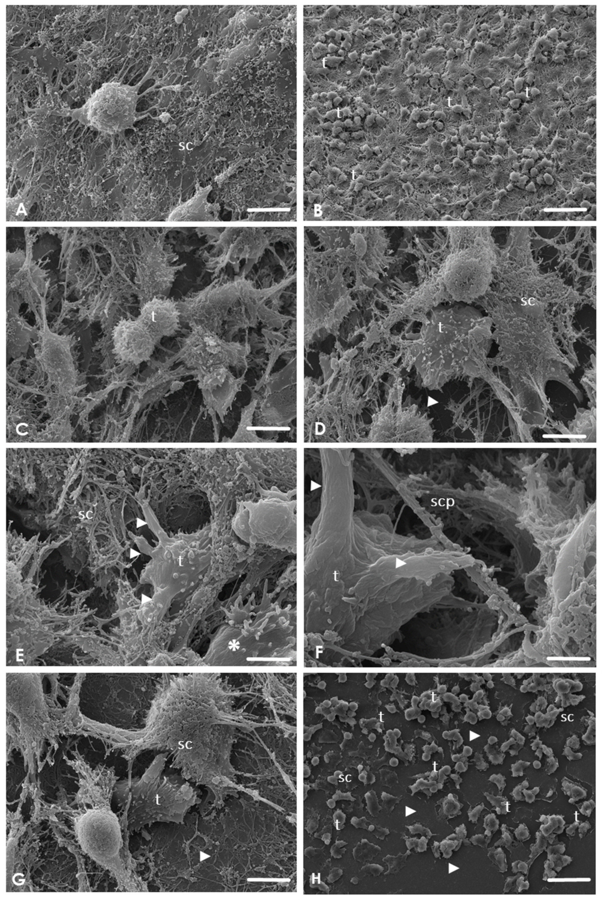 Pathogens 09 00458 g002 Pathogens 09 00458 g002