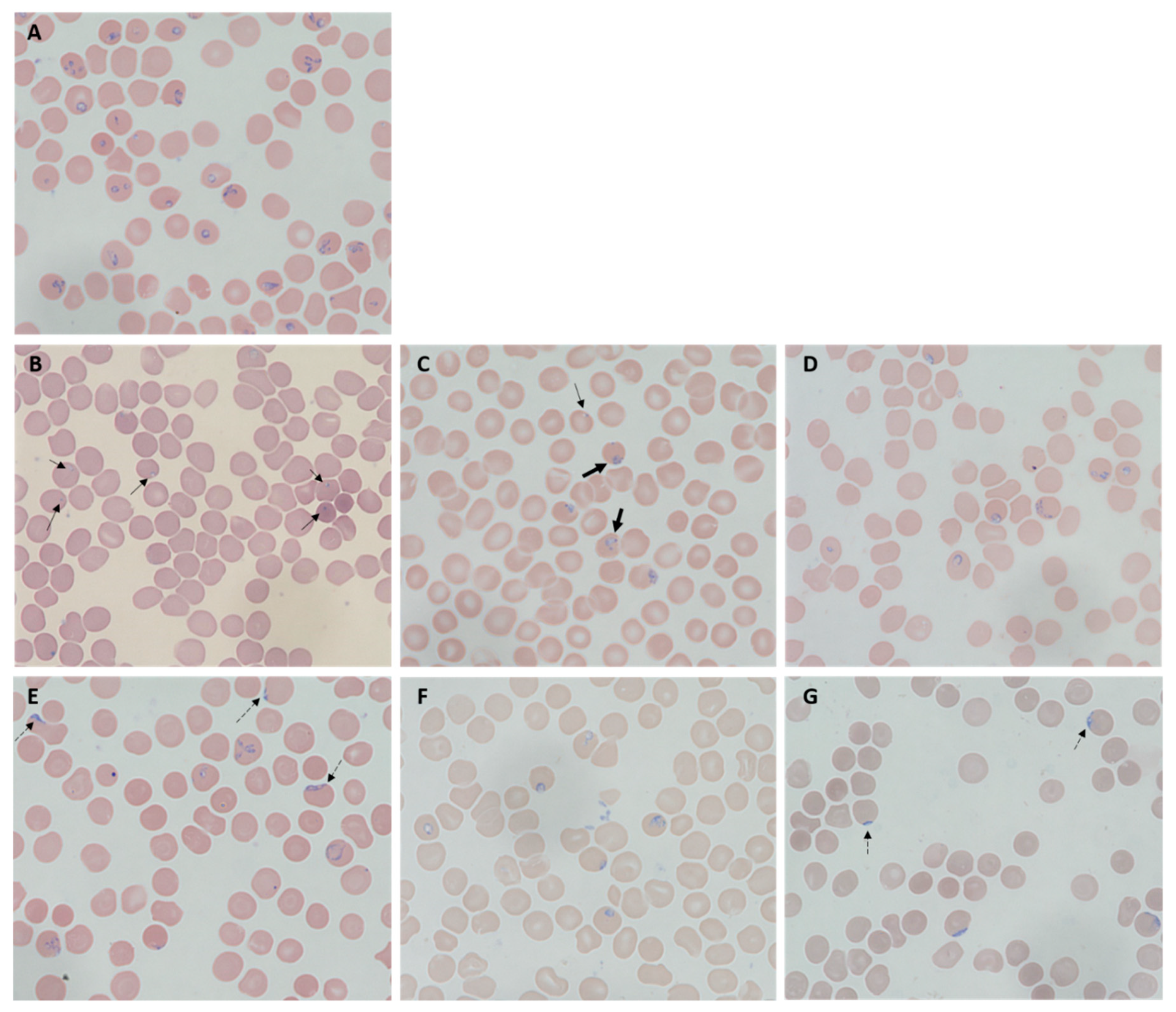 Pathogens 09 00466 g002