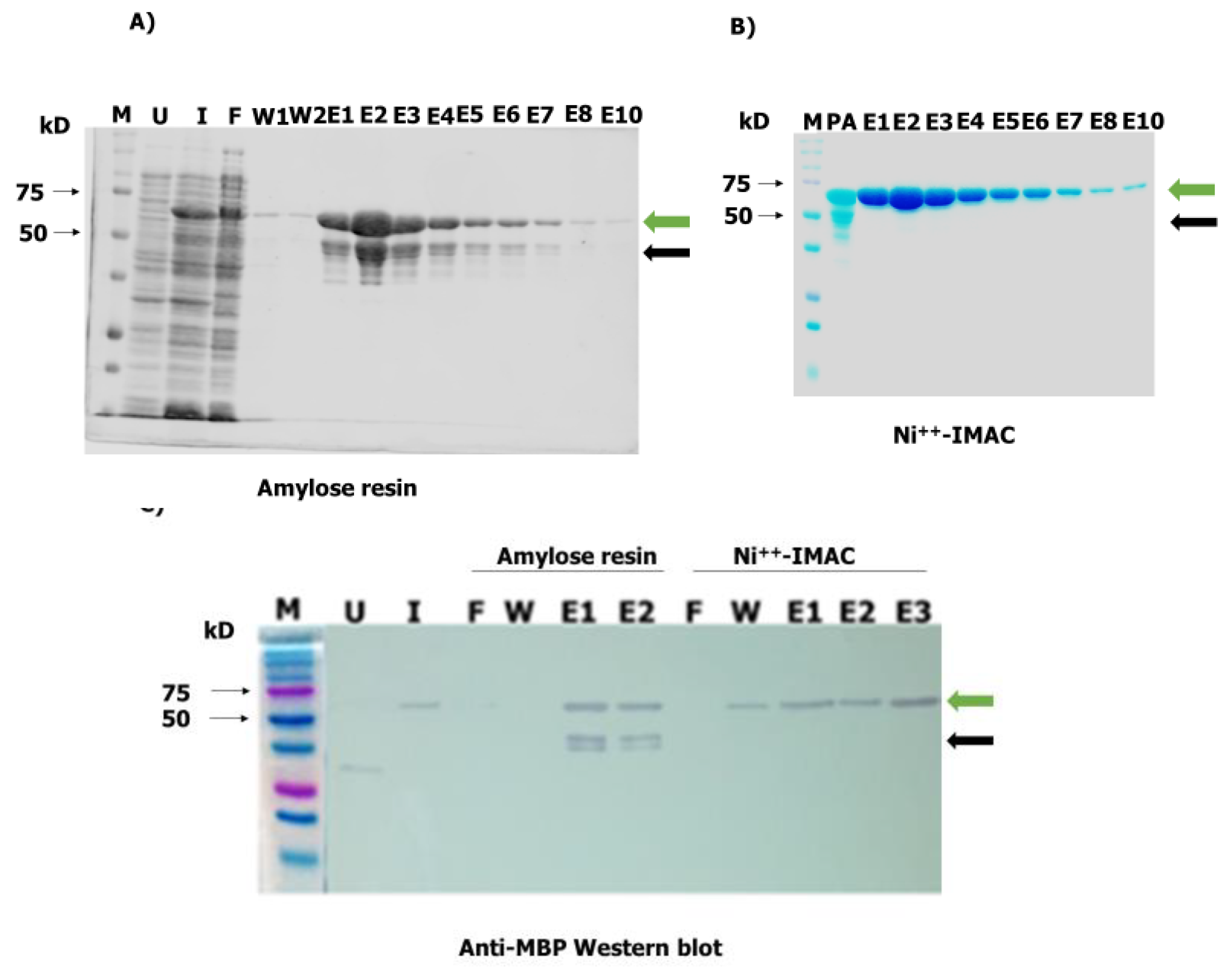 Pathogens 09 00495 g004