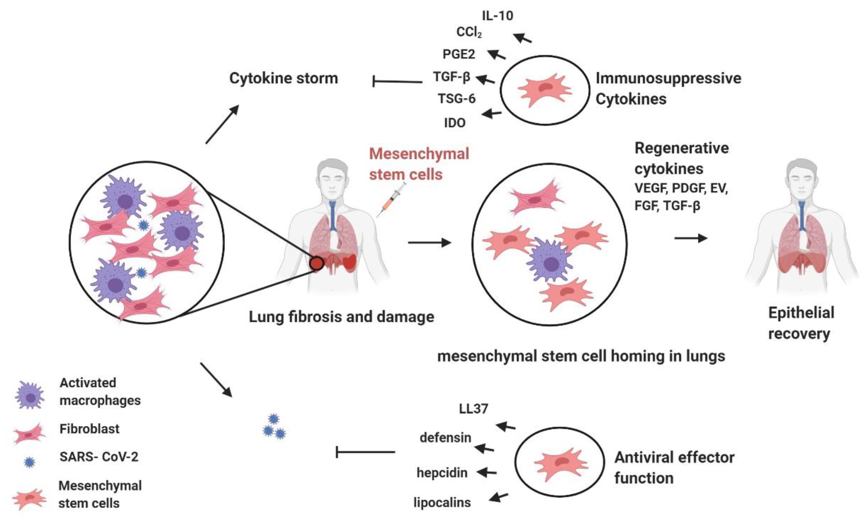 Pathogens 09 00501 g002