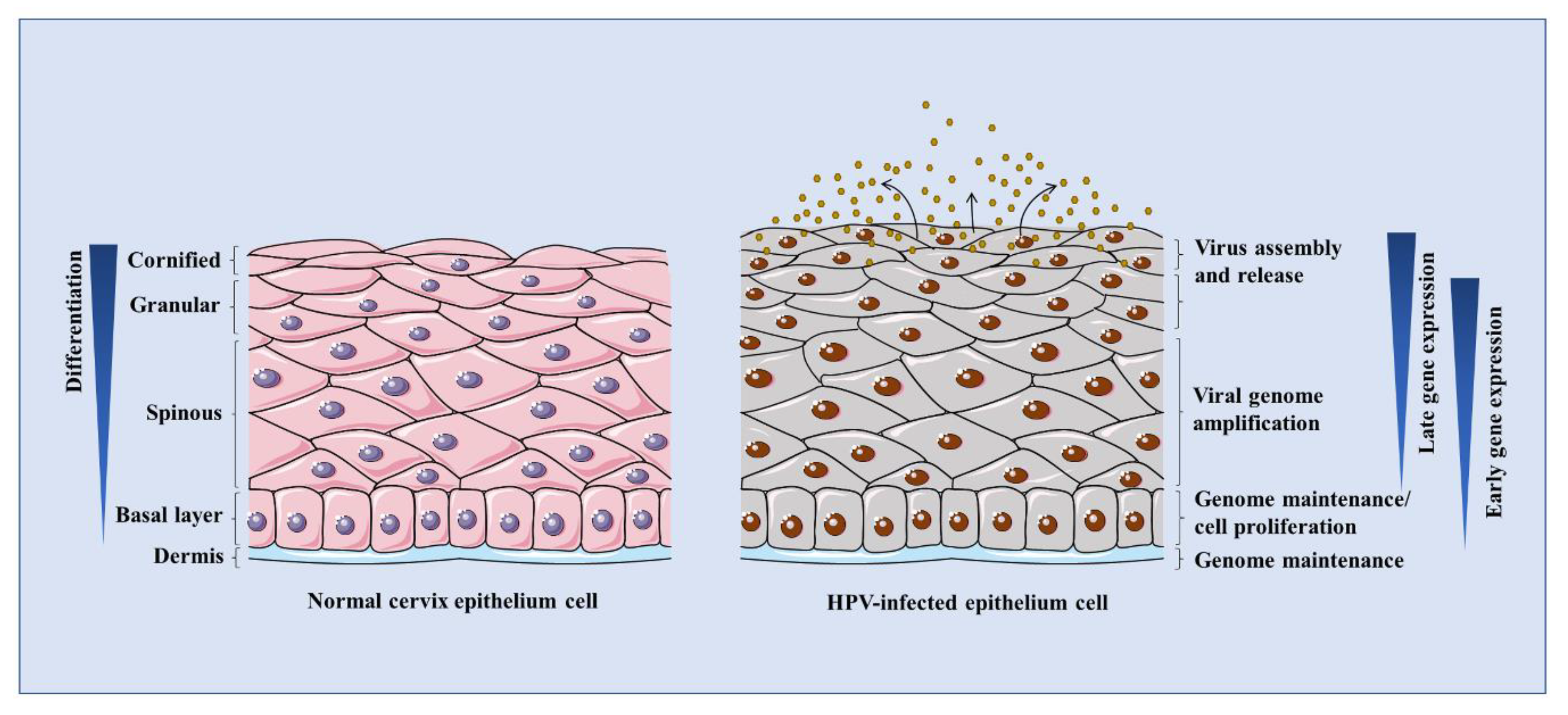 Pathogens 09 00506 g002