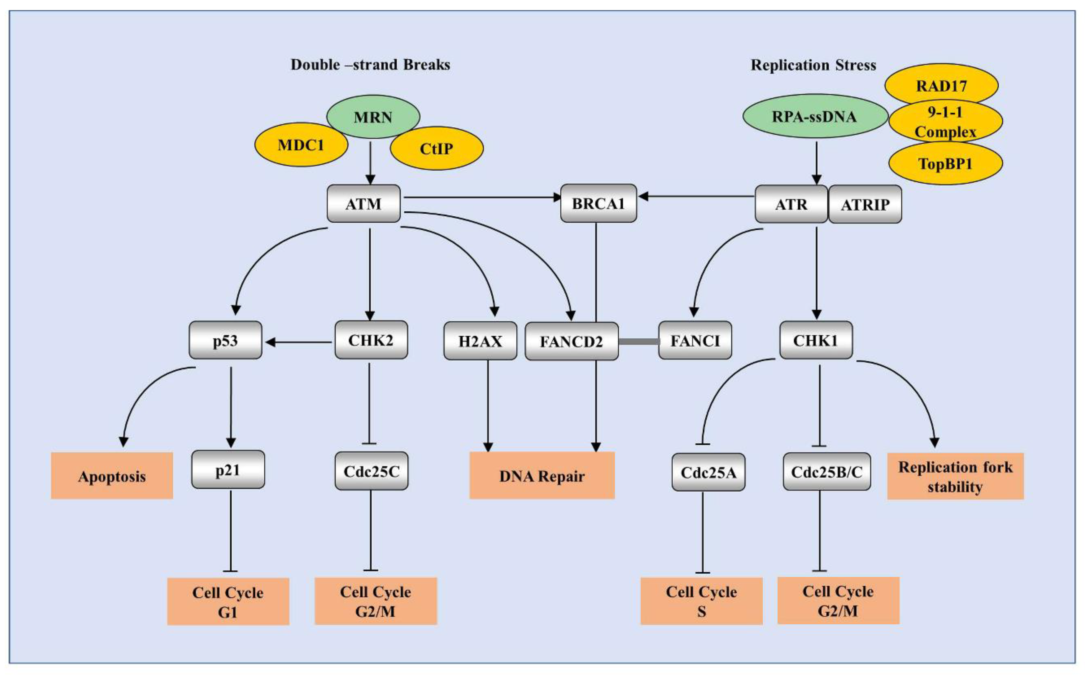 Pathogens 09 00506 g003
