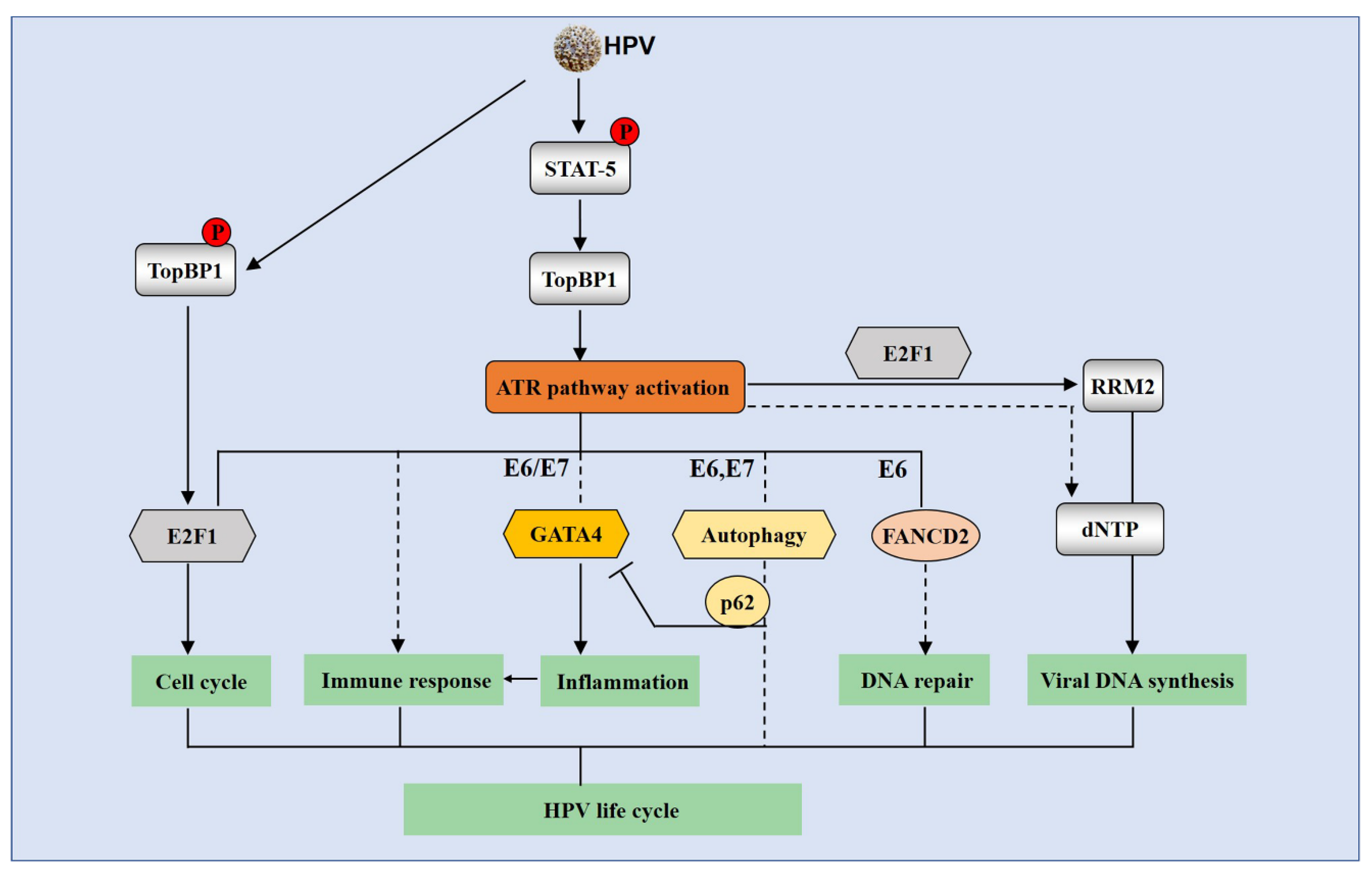 Pathogens 09 00506 g004