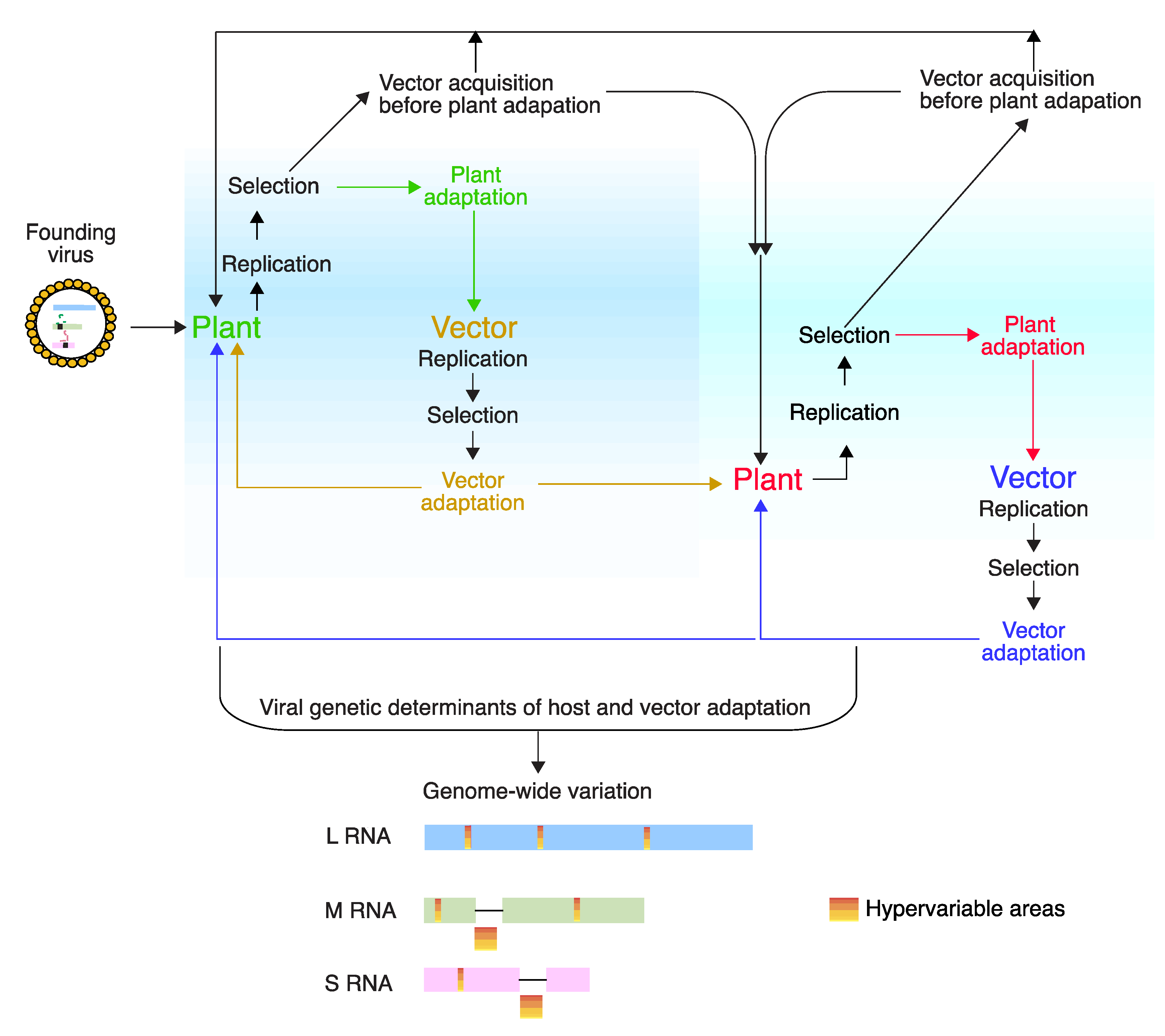 Pathogens 09 00521 g011