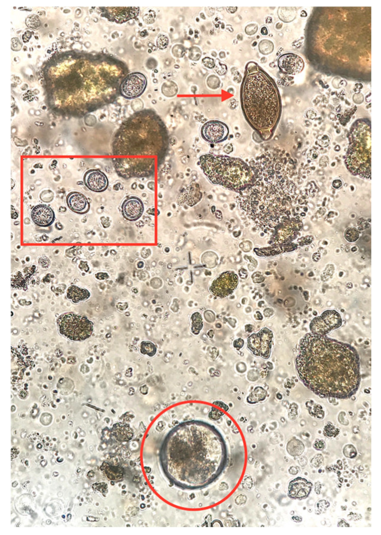 Pathogens 09 00556 g001
