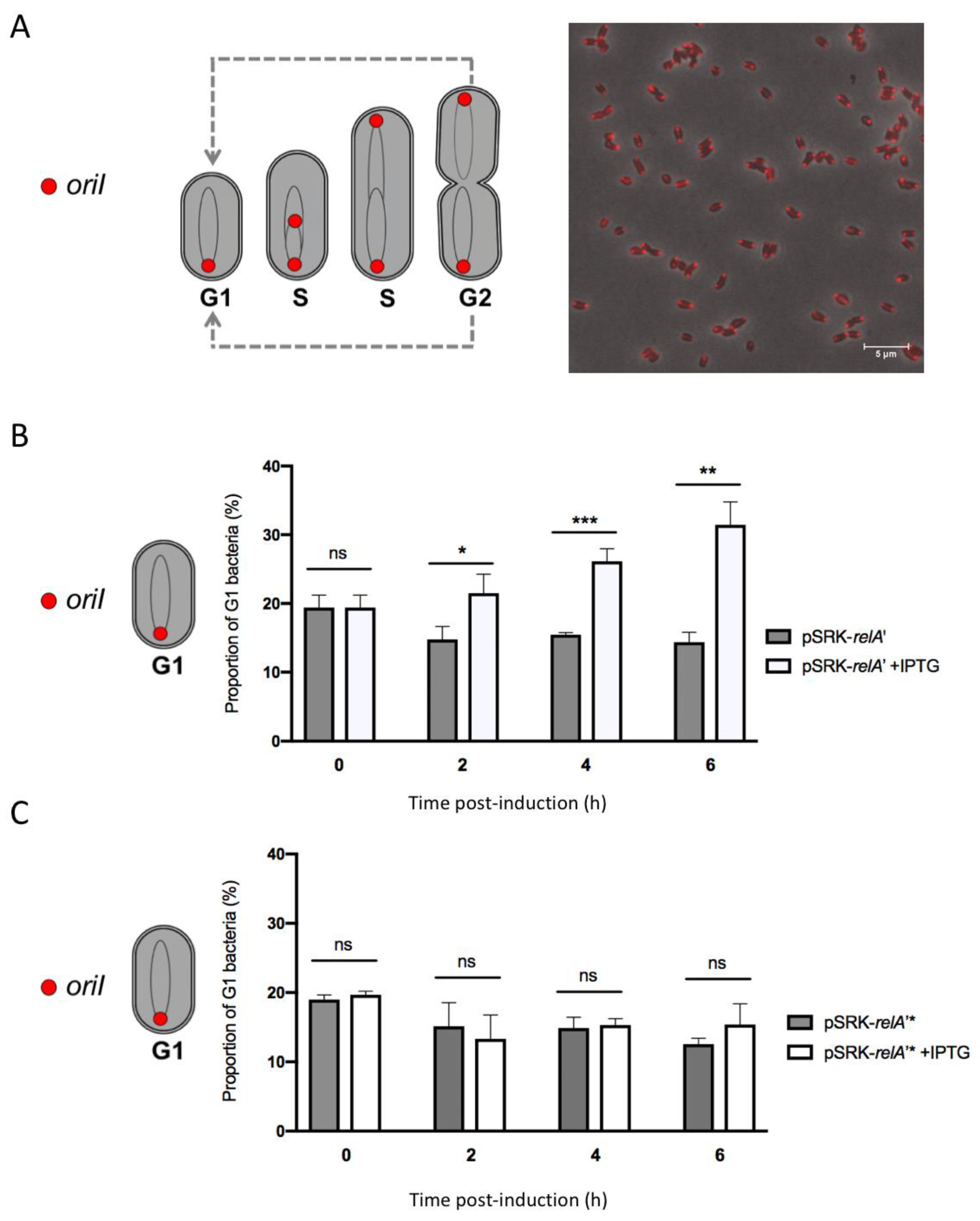 Pathogens 09 00571 g006 Pathogens 09 00571 g006