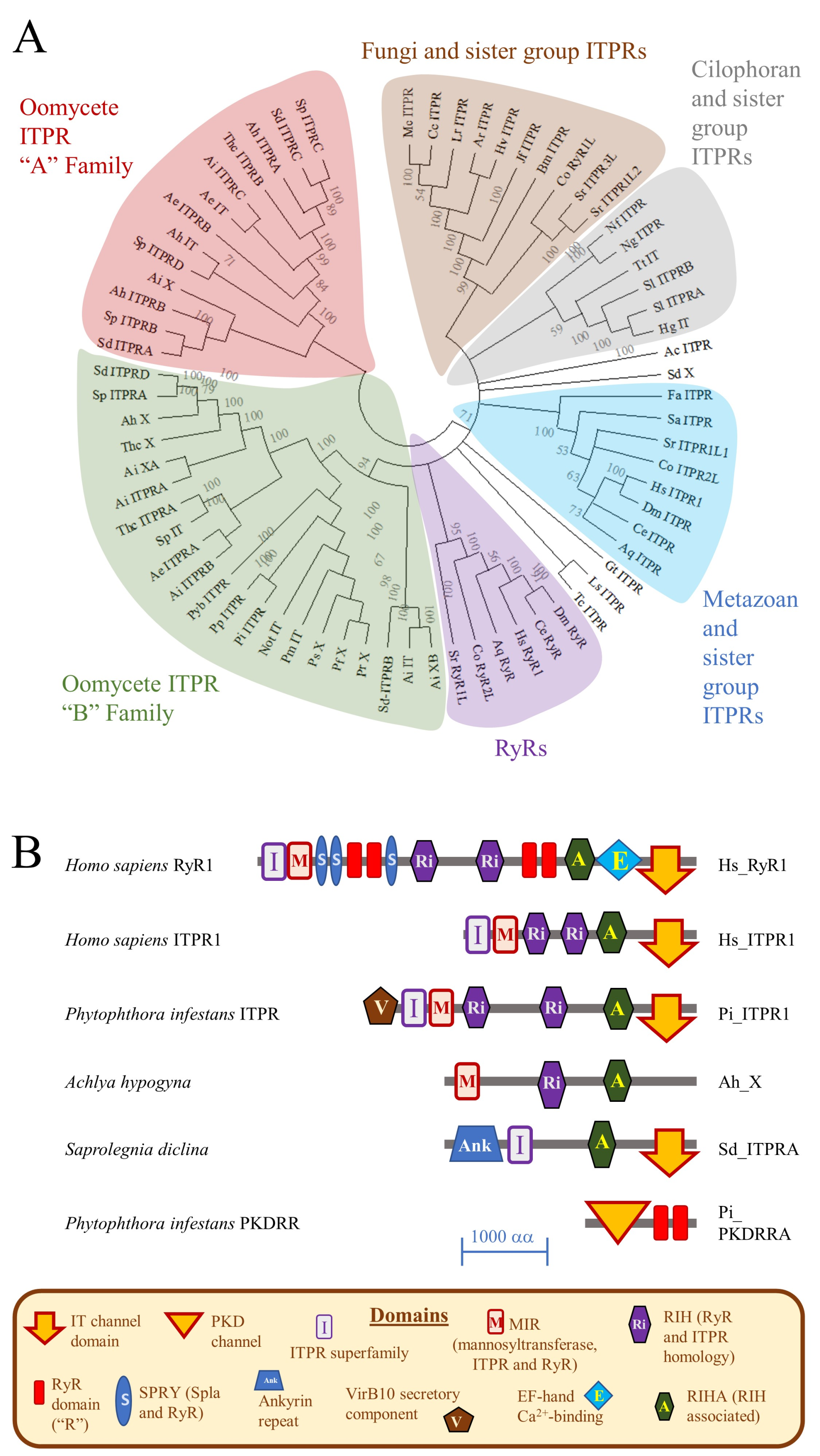 Pathogens 09 00577 g001