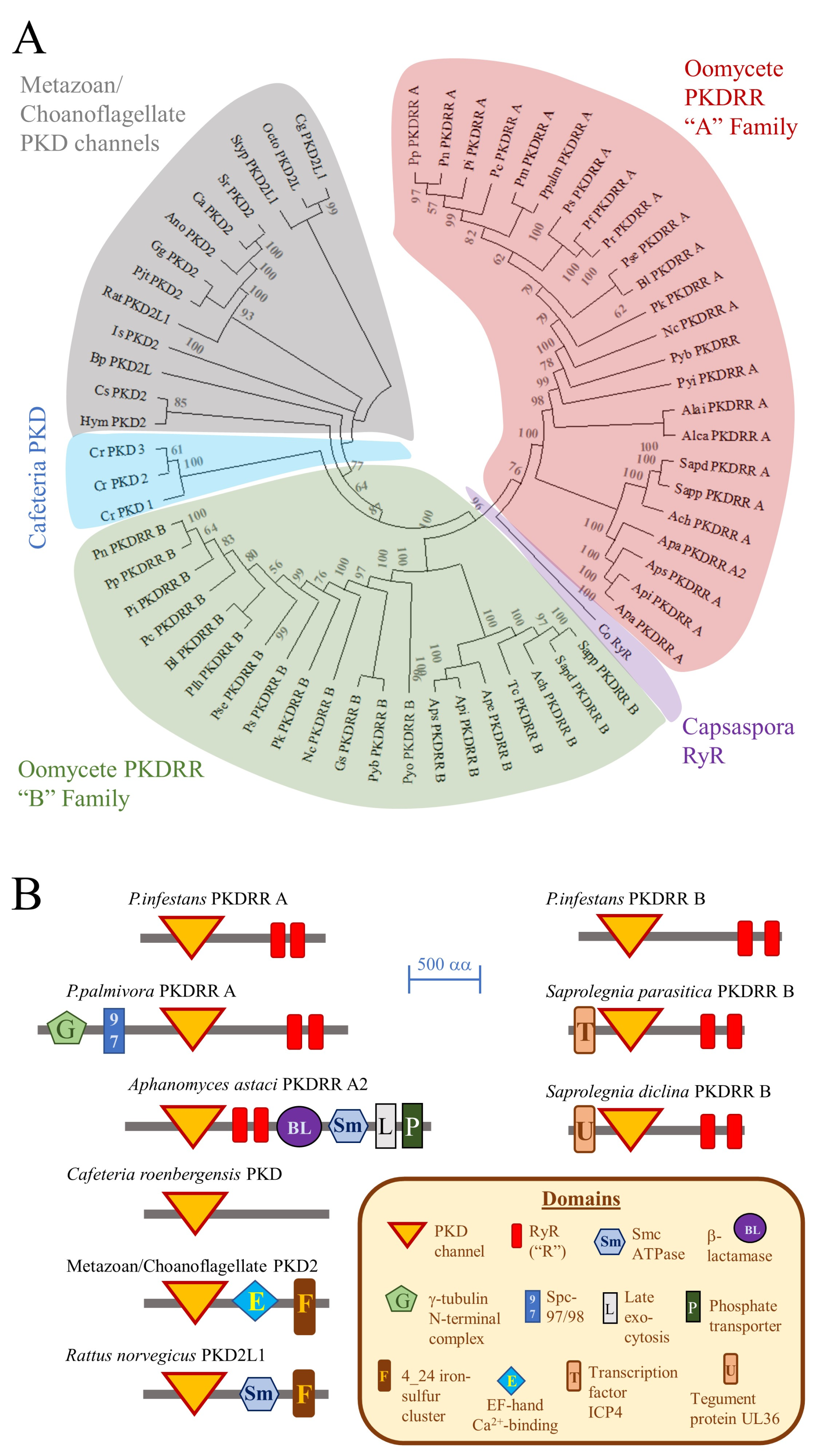 Pathogens 09 00577 g002