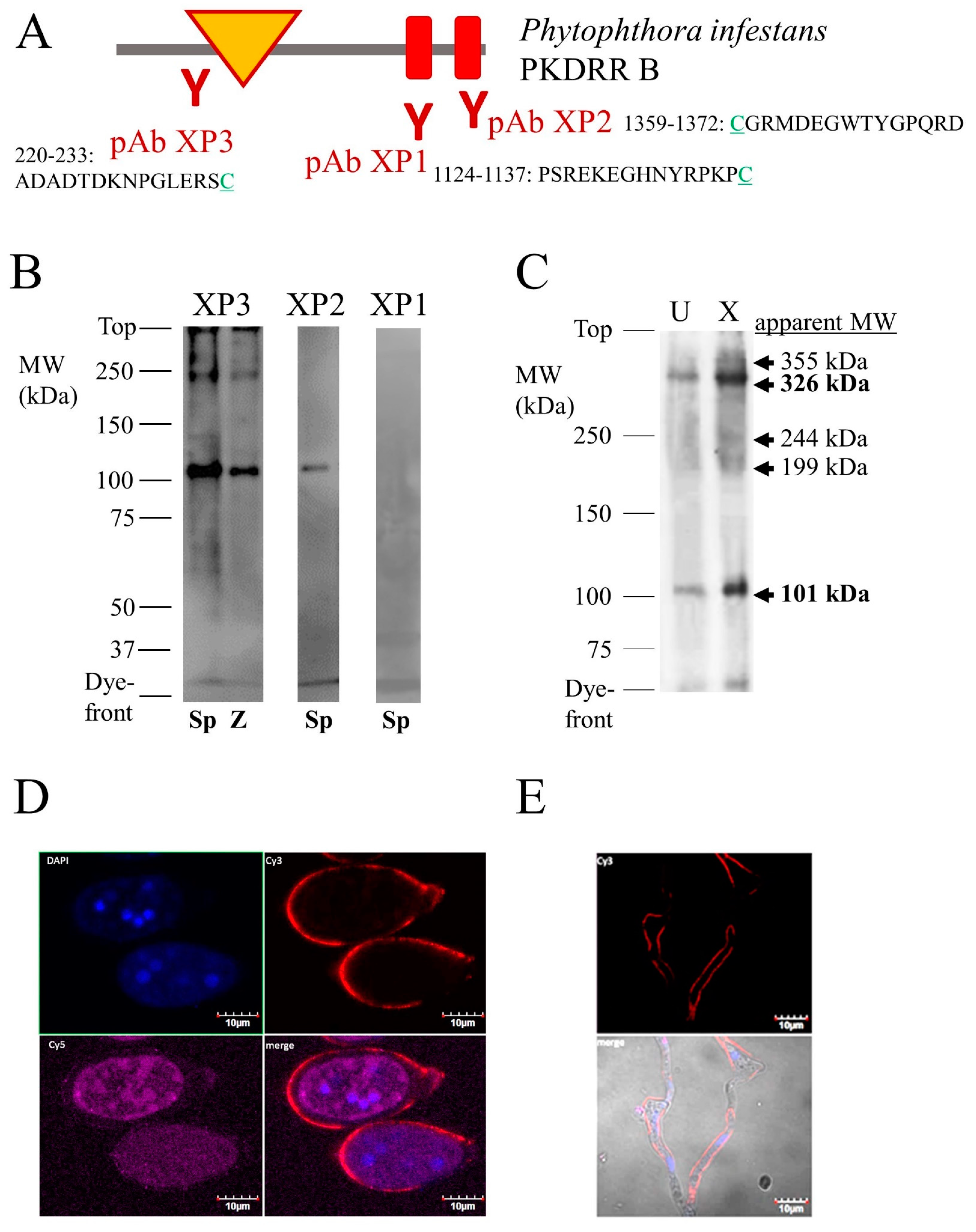 Pathogens 09 00577 g004