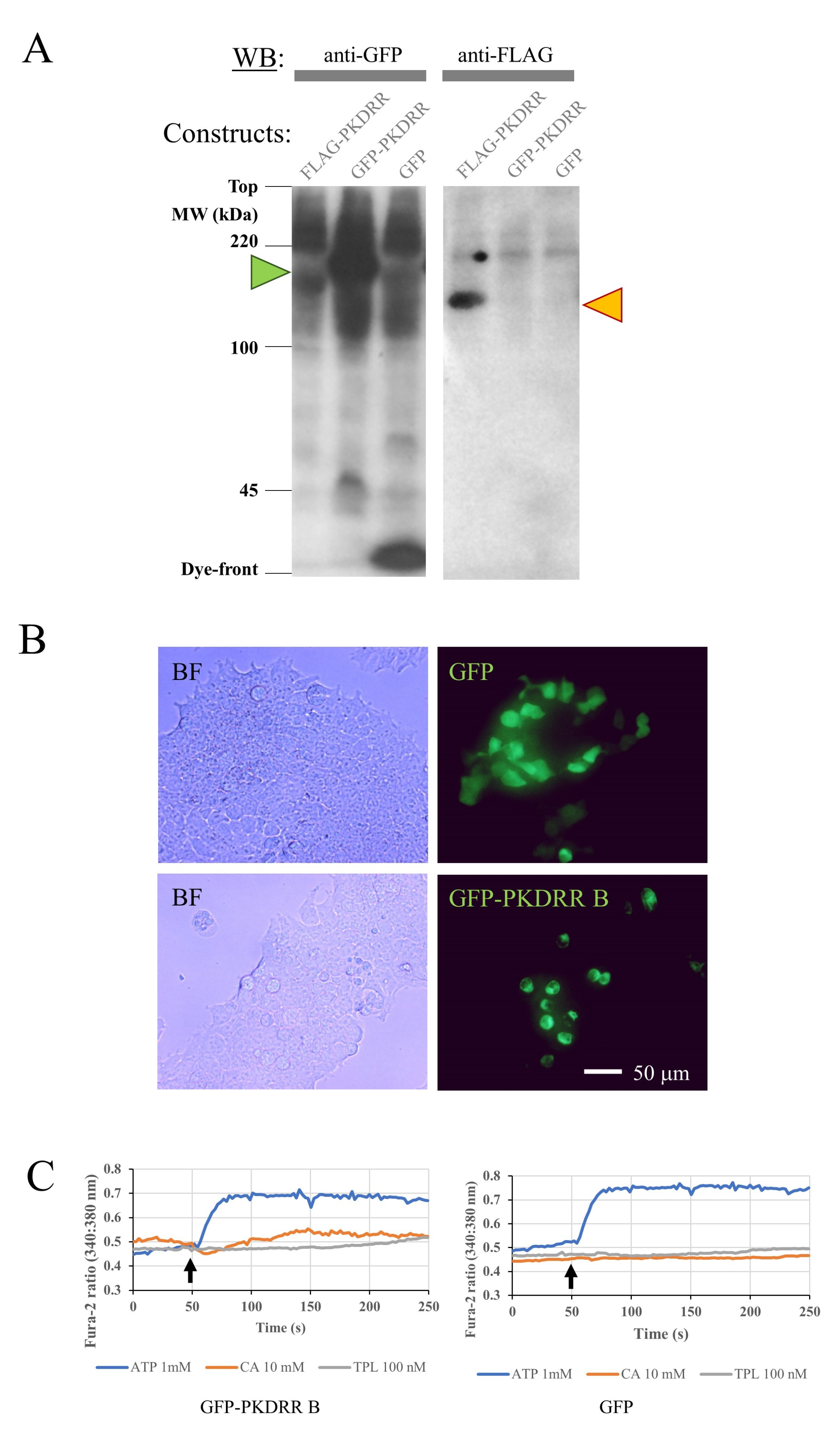 Pathogens 09 00577 g005