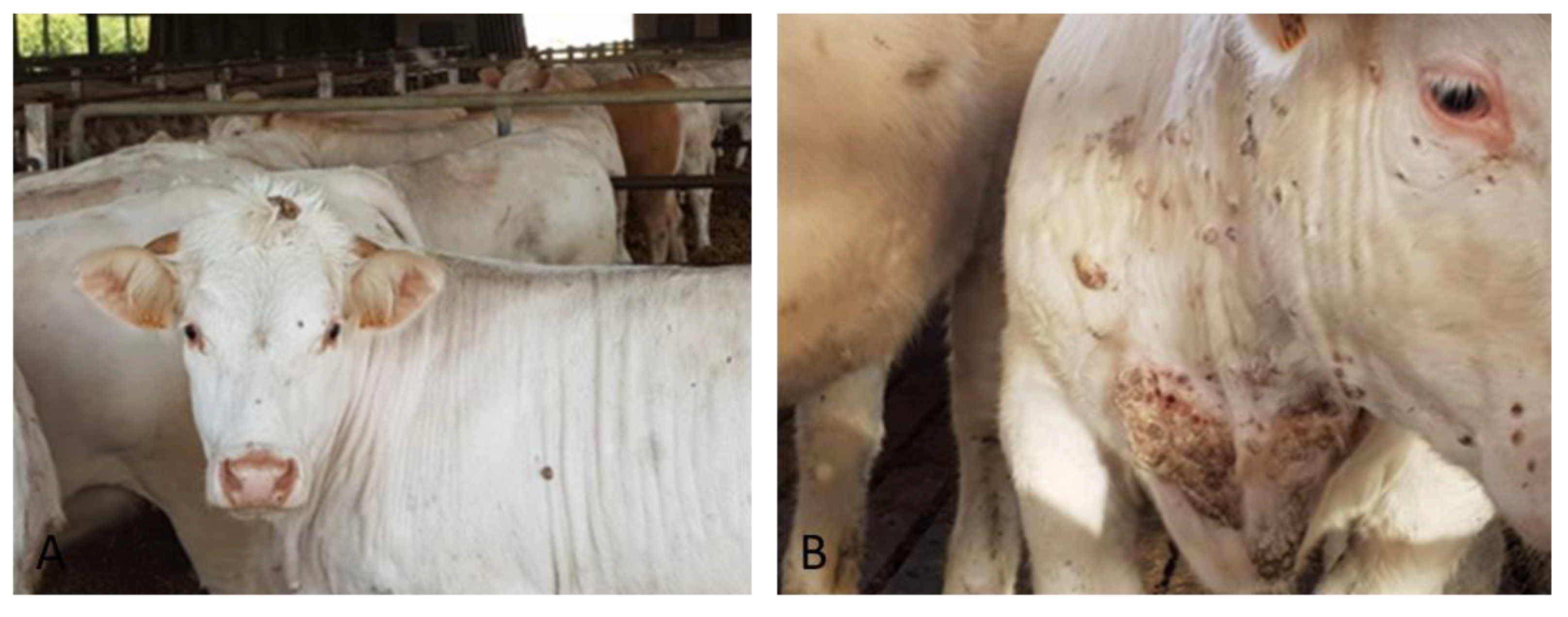 Pathogens 09 00583 g001