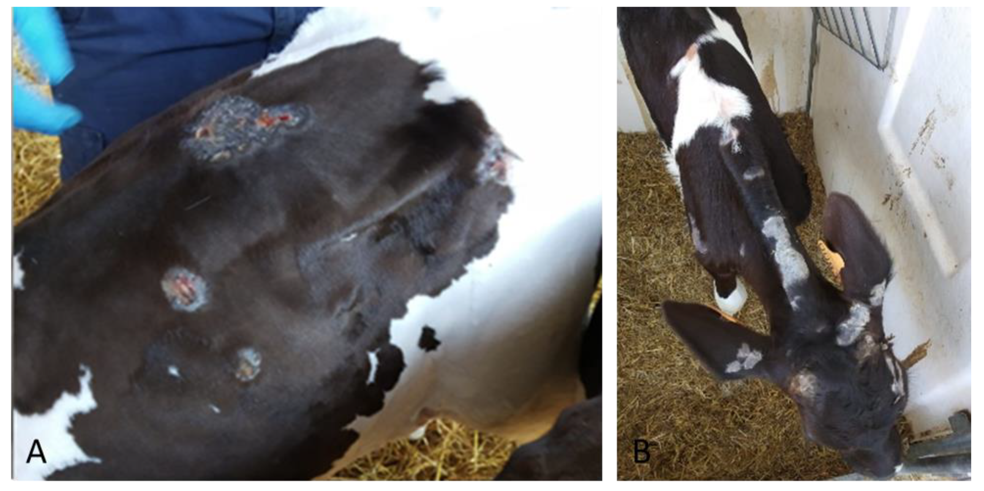 Pathogens 09 00583 g002