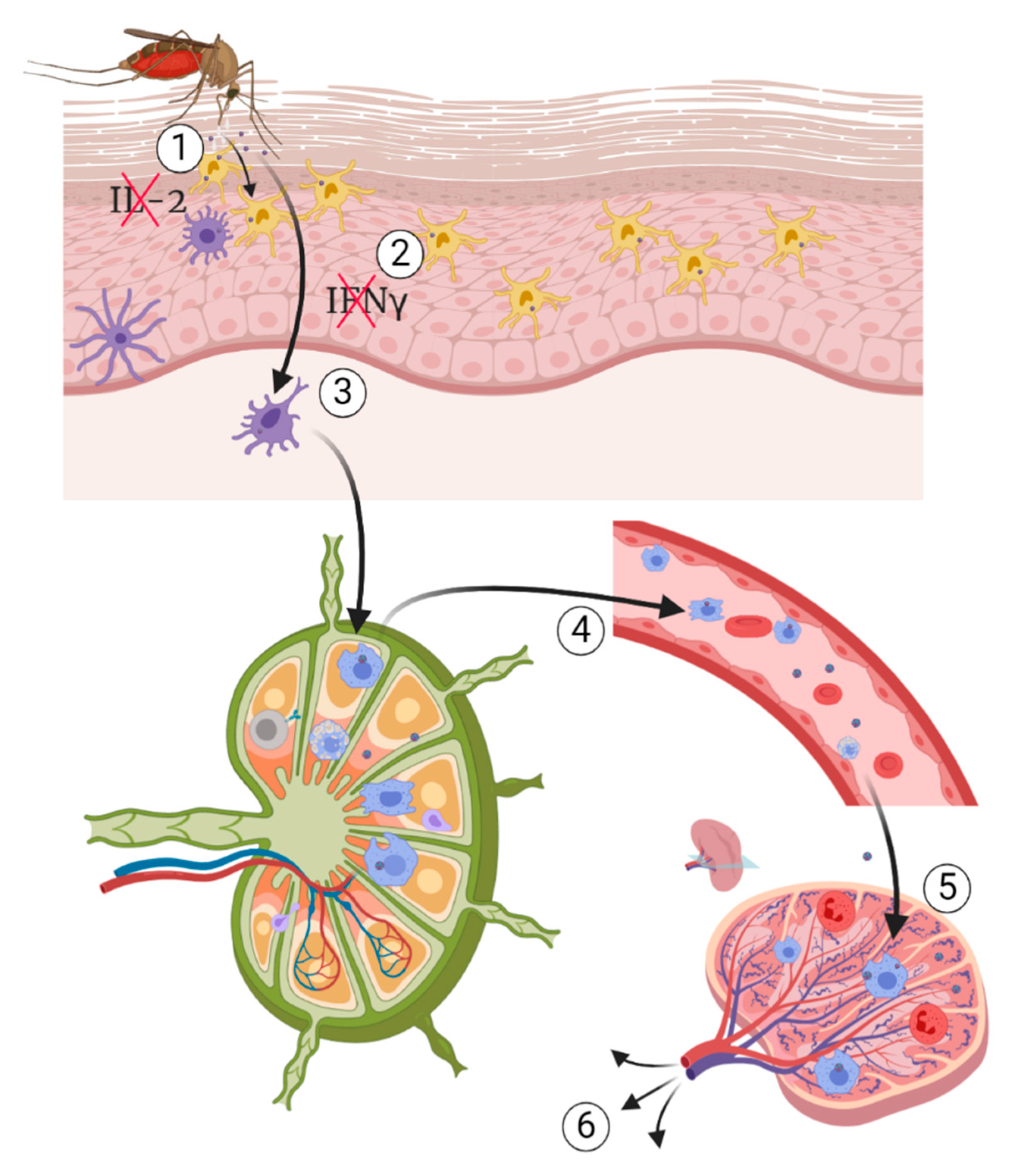 Pathogens 09 00589 g004