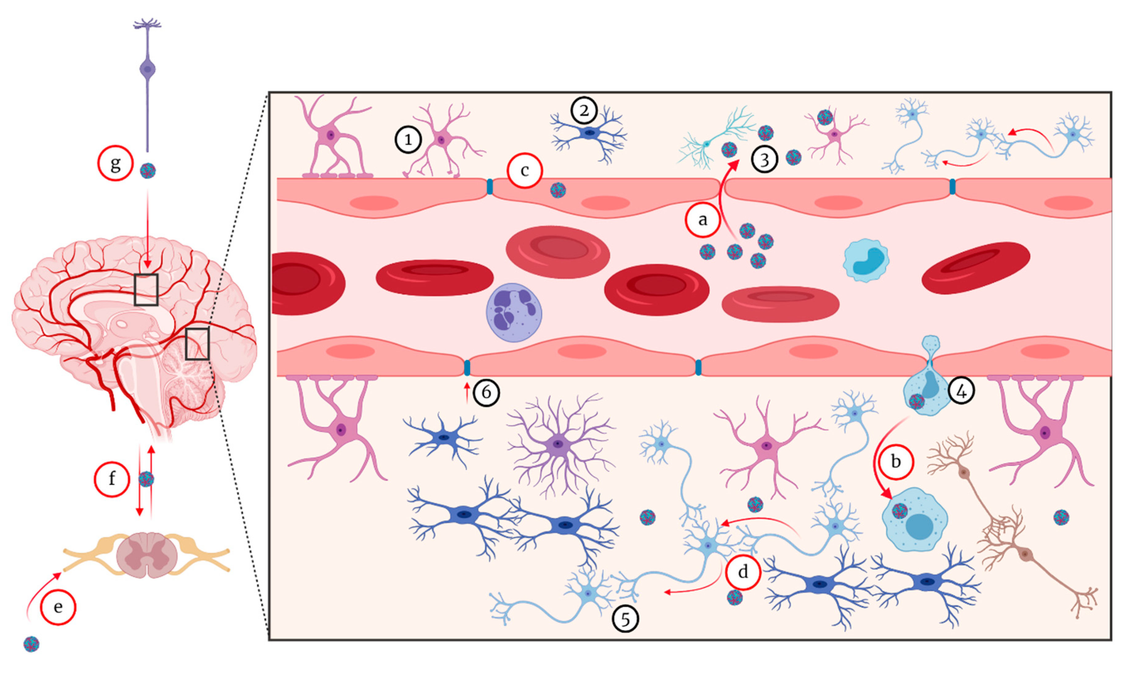 Pathogens 09 00589 g005