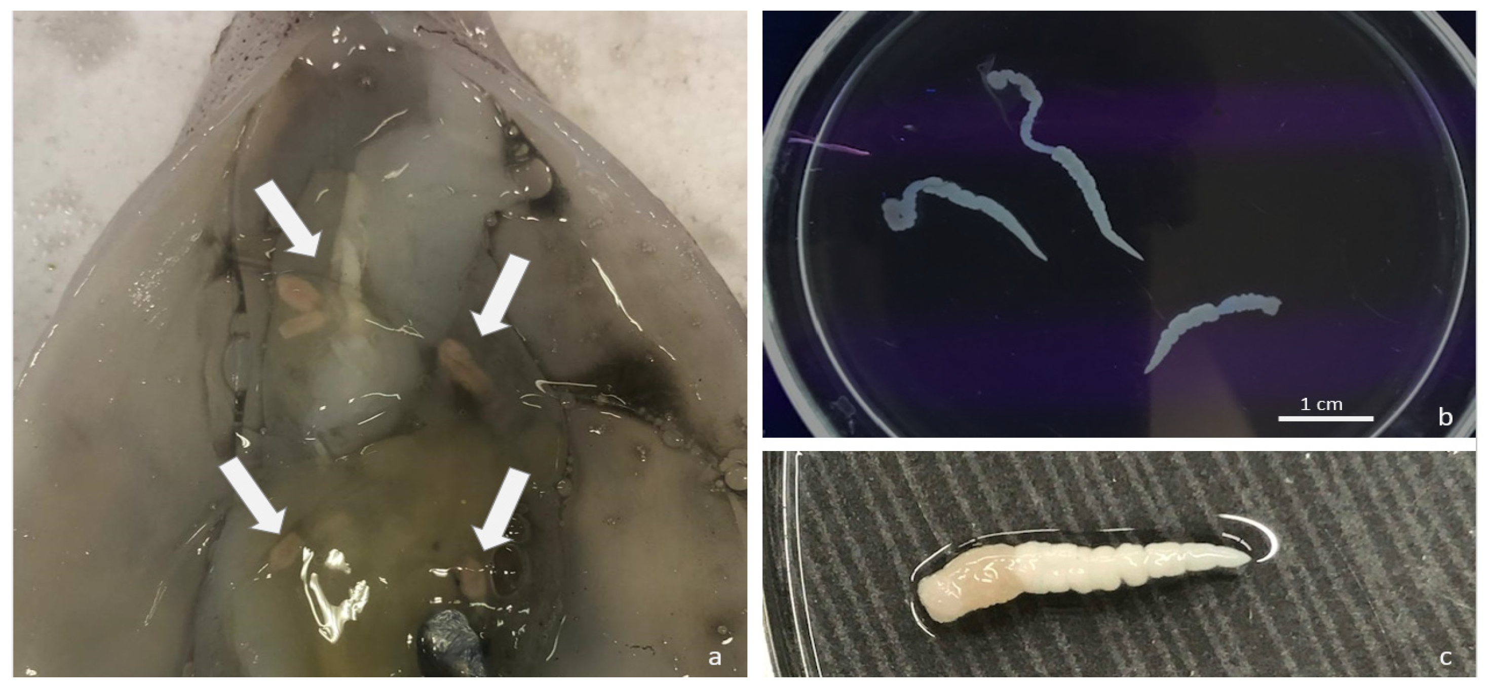 Pathogens 09 00596 g001