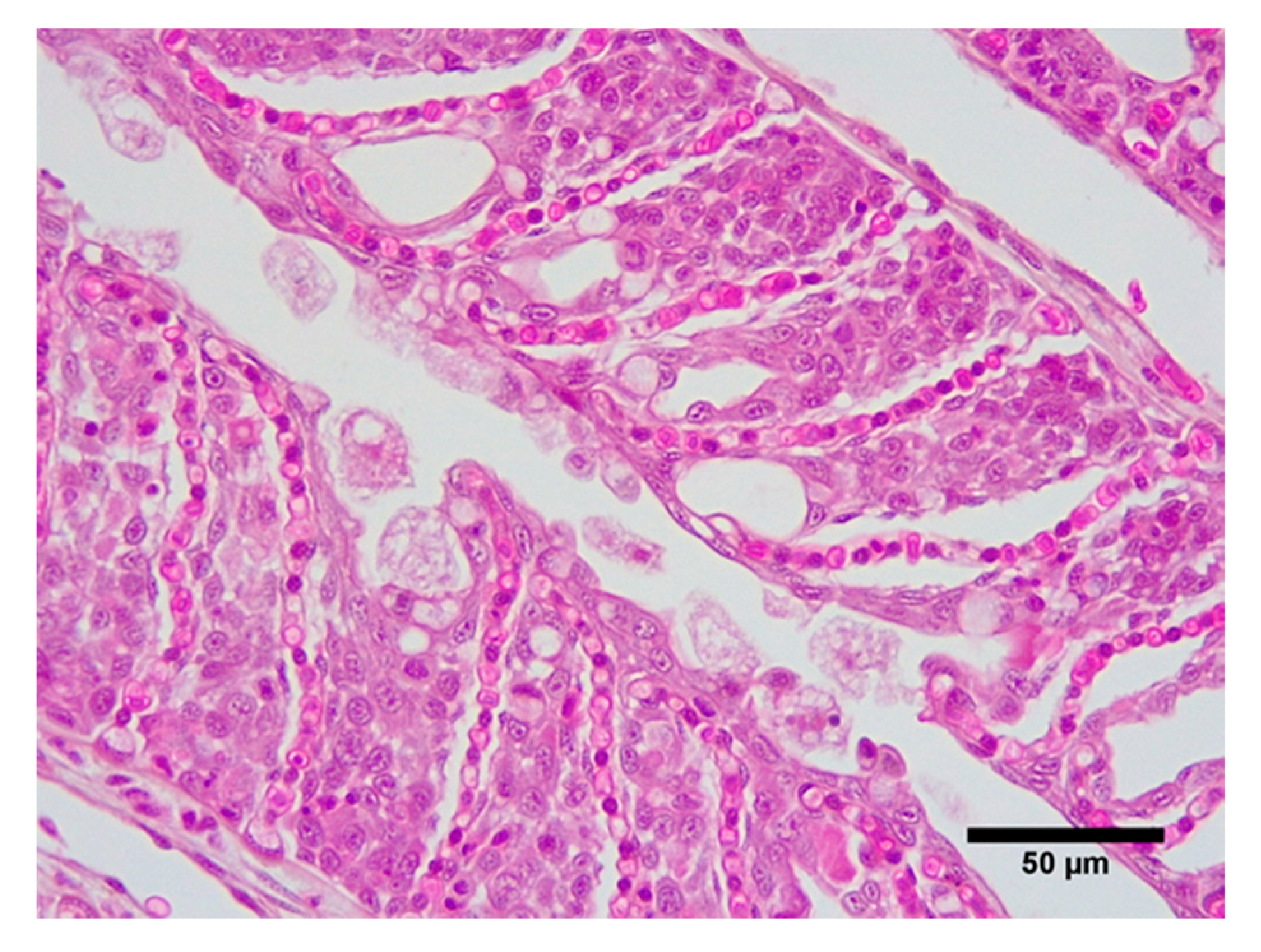 Pathogens 09 00597 g003