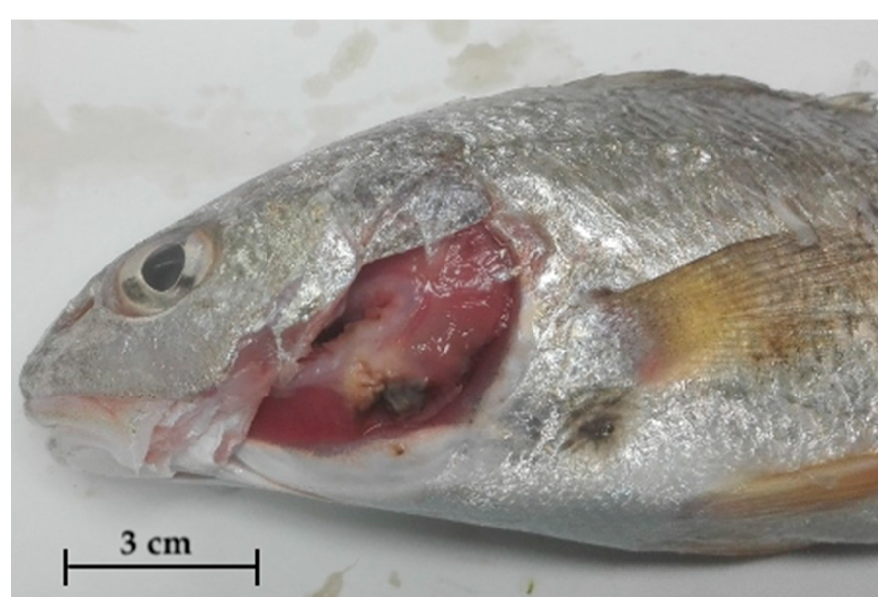 Pathogens 09 00610 g001