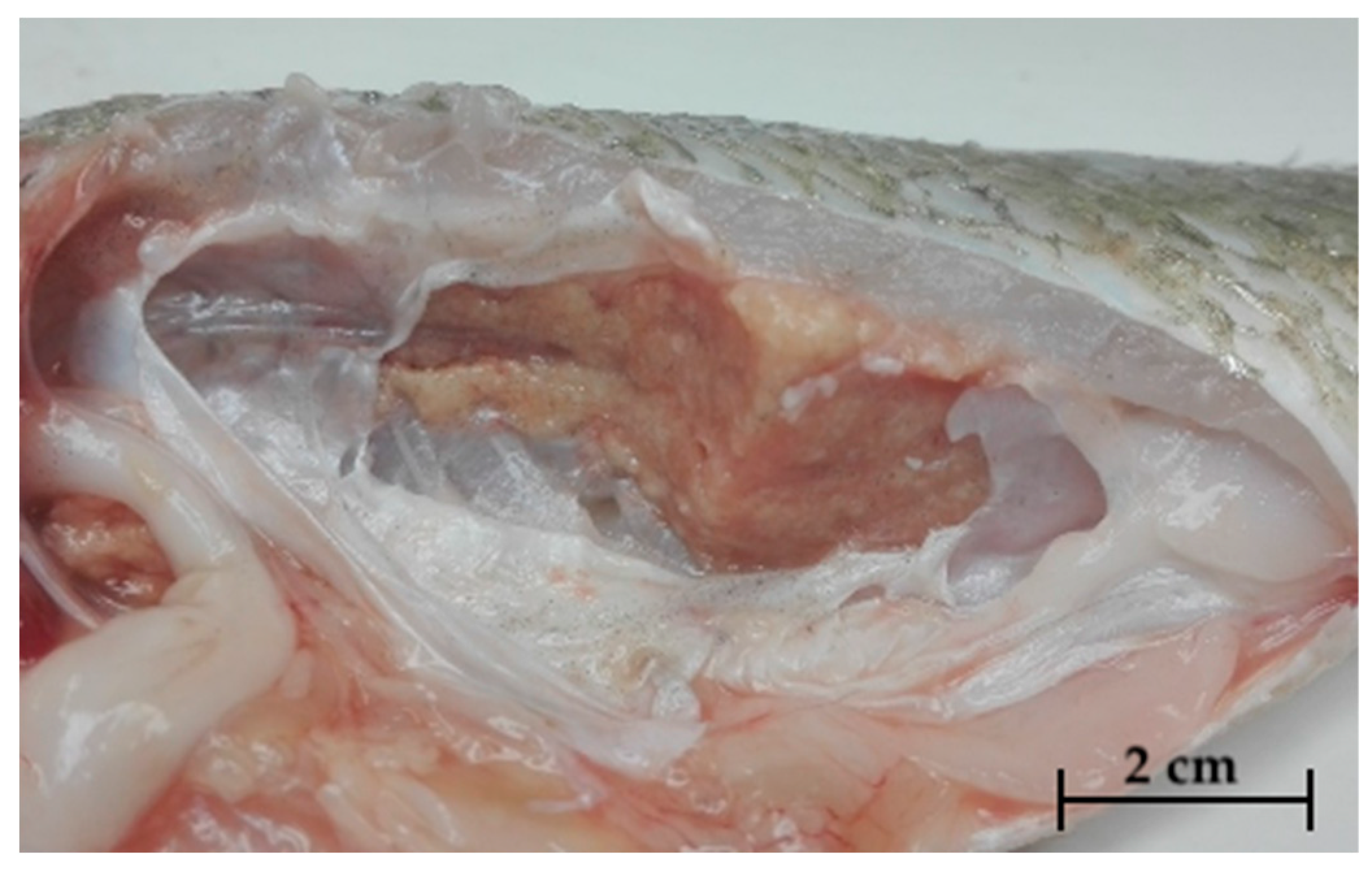 Pathogens 09 00610 g003