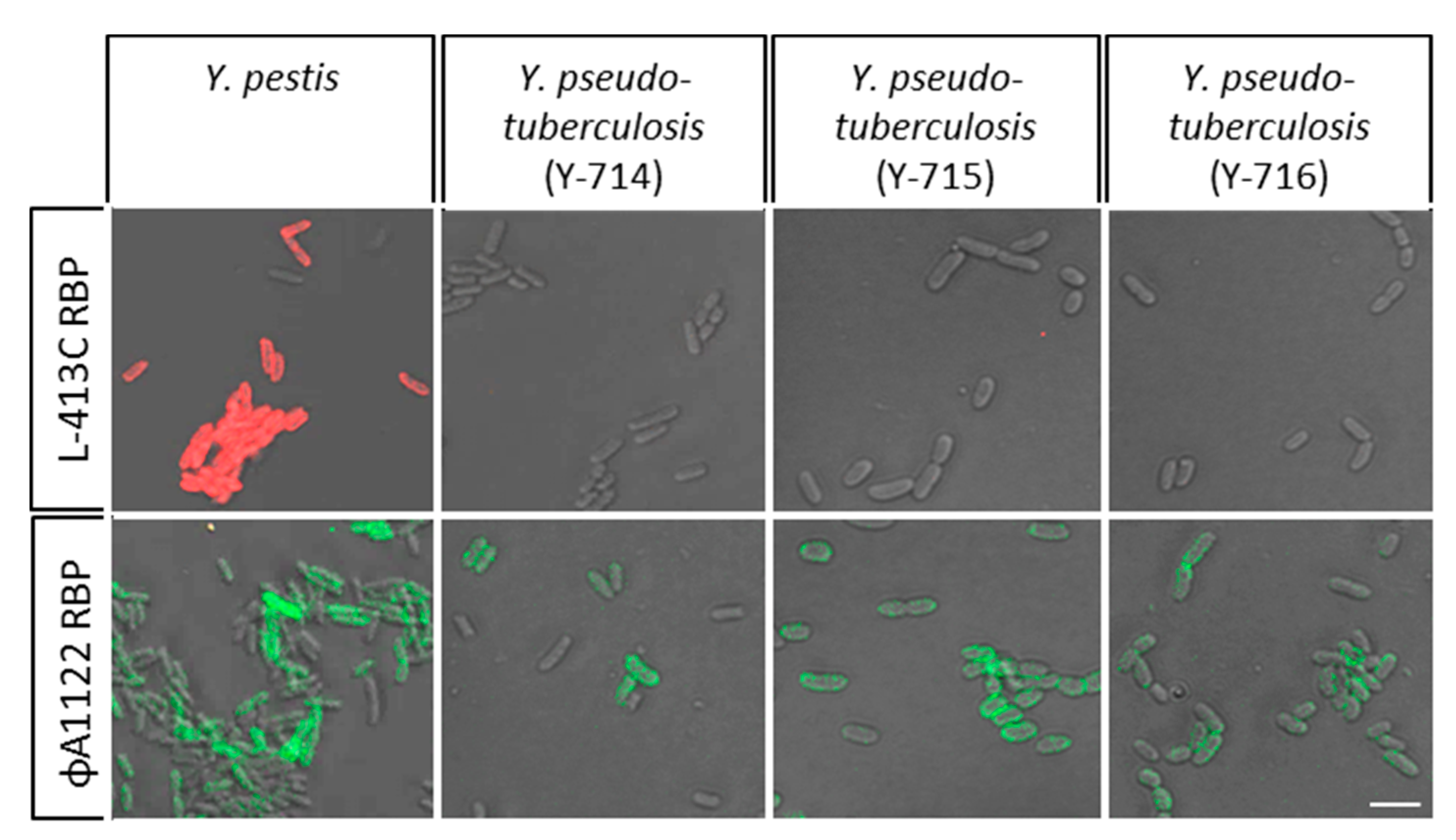 Pathogens 09 00611 g006