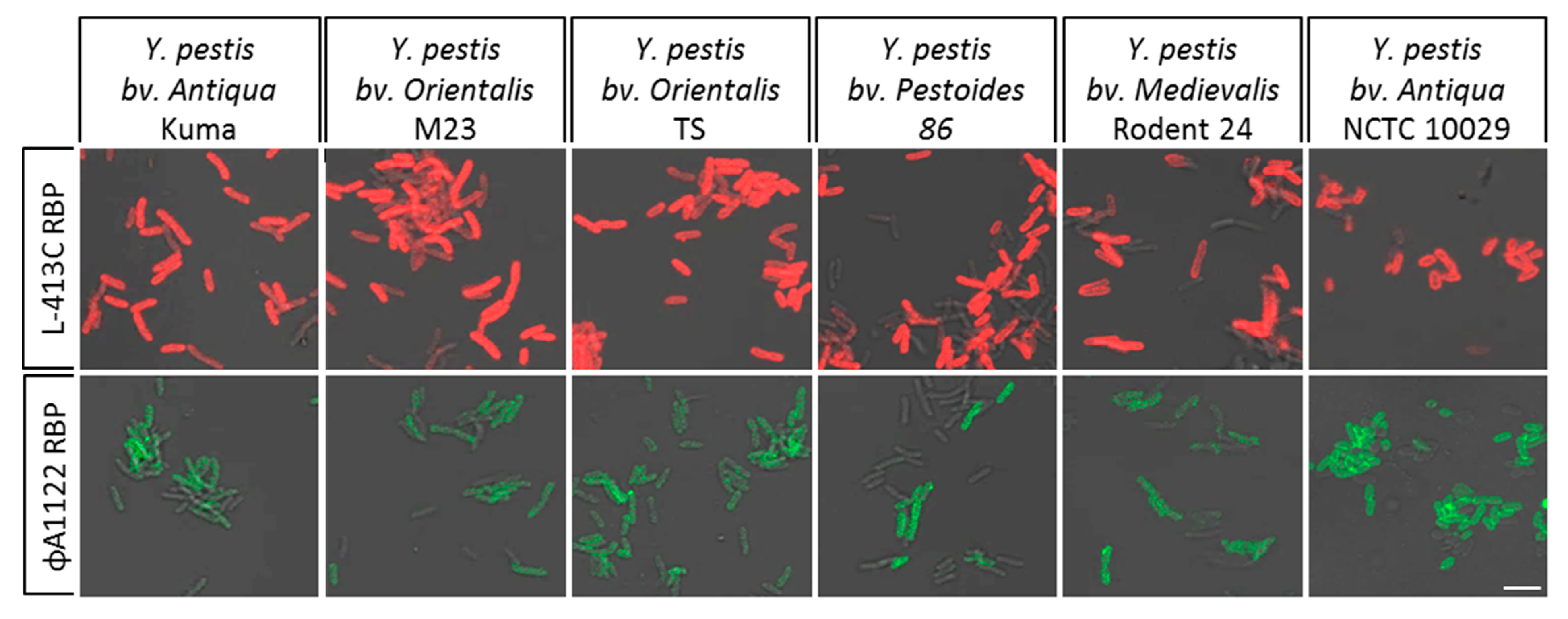 Pathogens 09 00611 g008