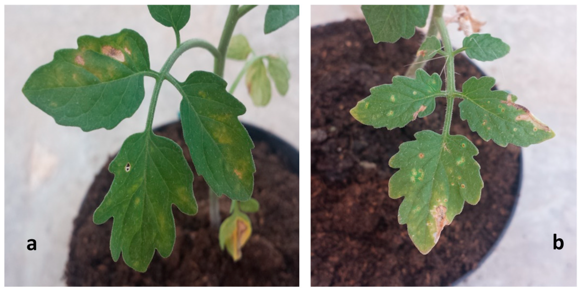 Pathogens 09 00613 g002