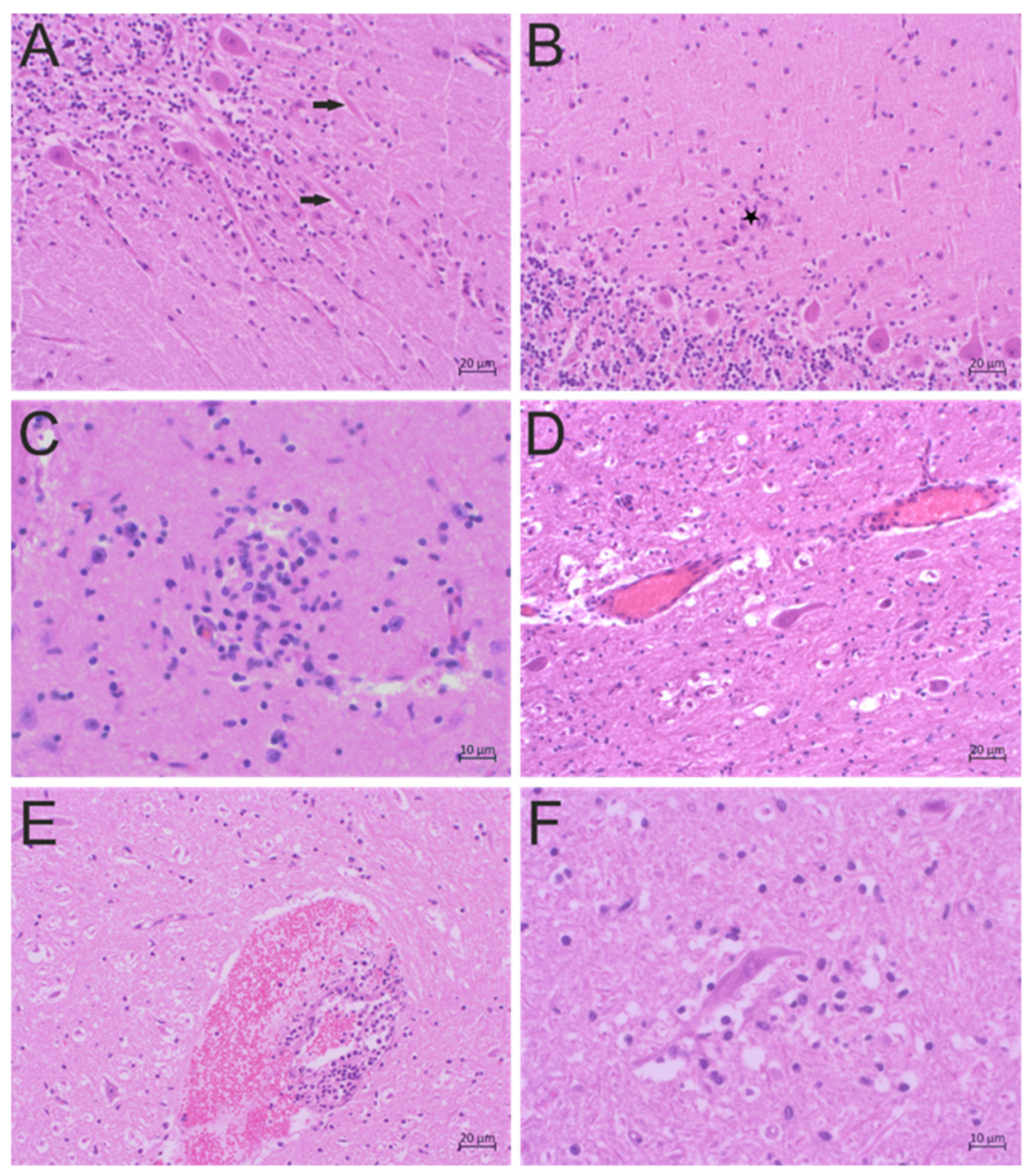 Pathogens 09 00620 g001
