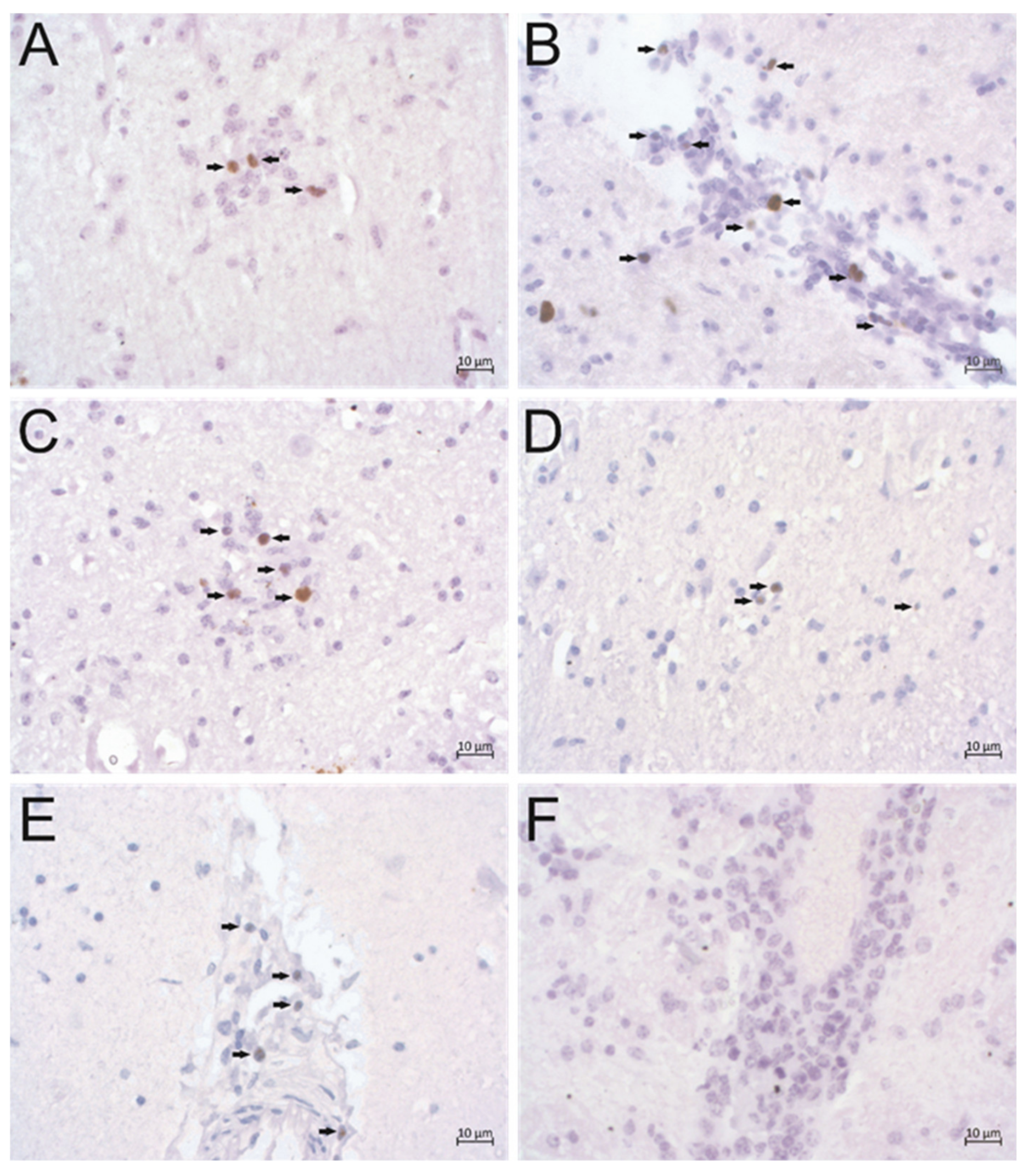 Pathogens 09 00620 g003