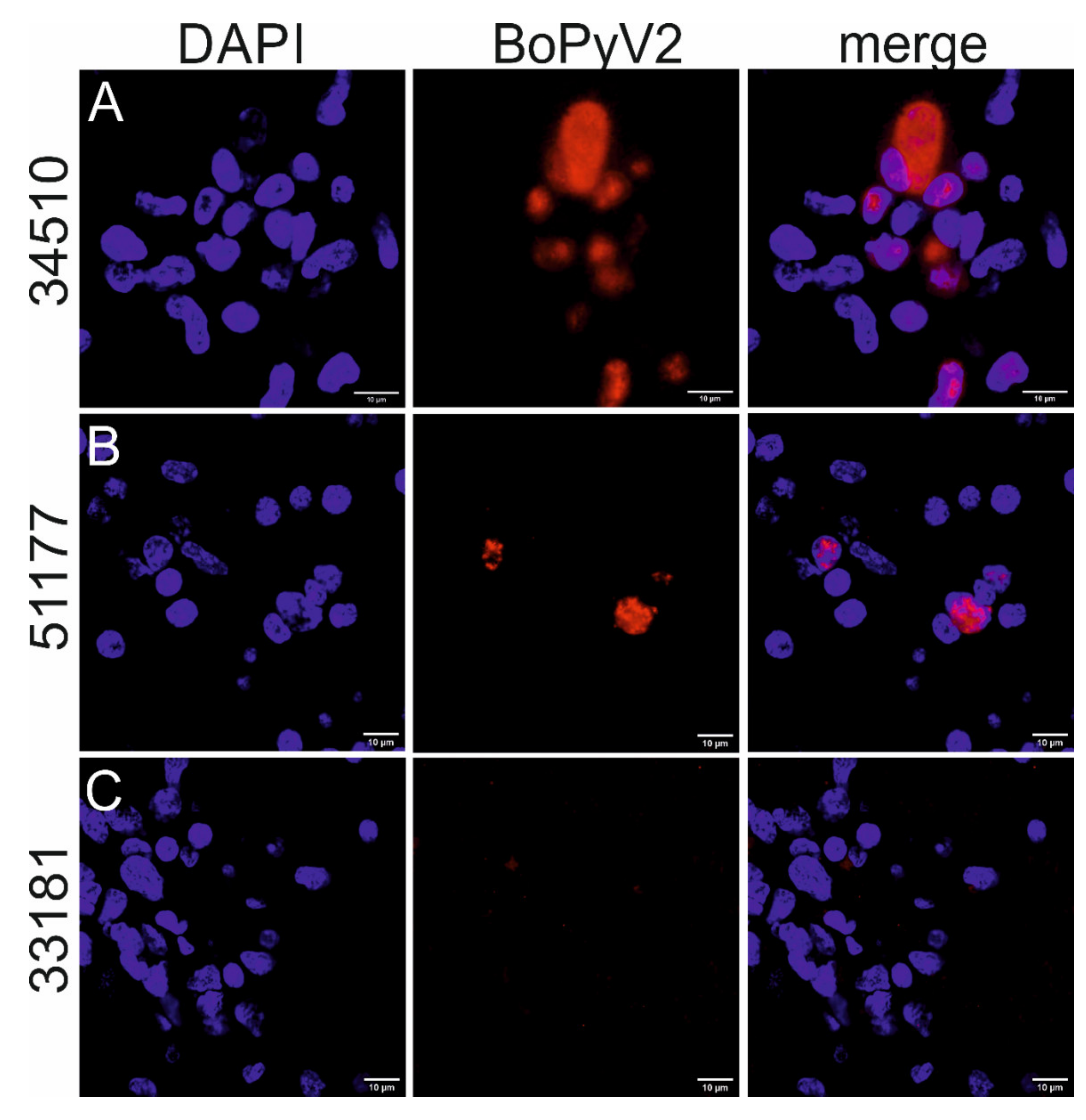 Pathogens 09 00620 g004