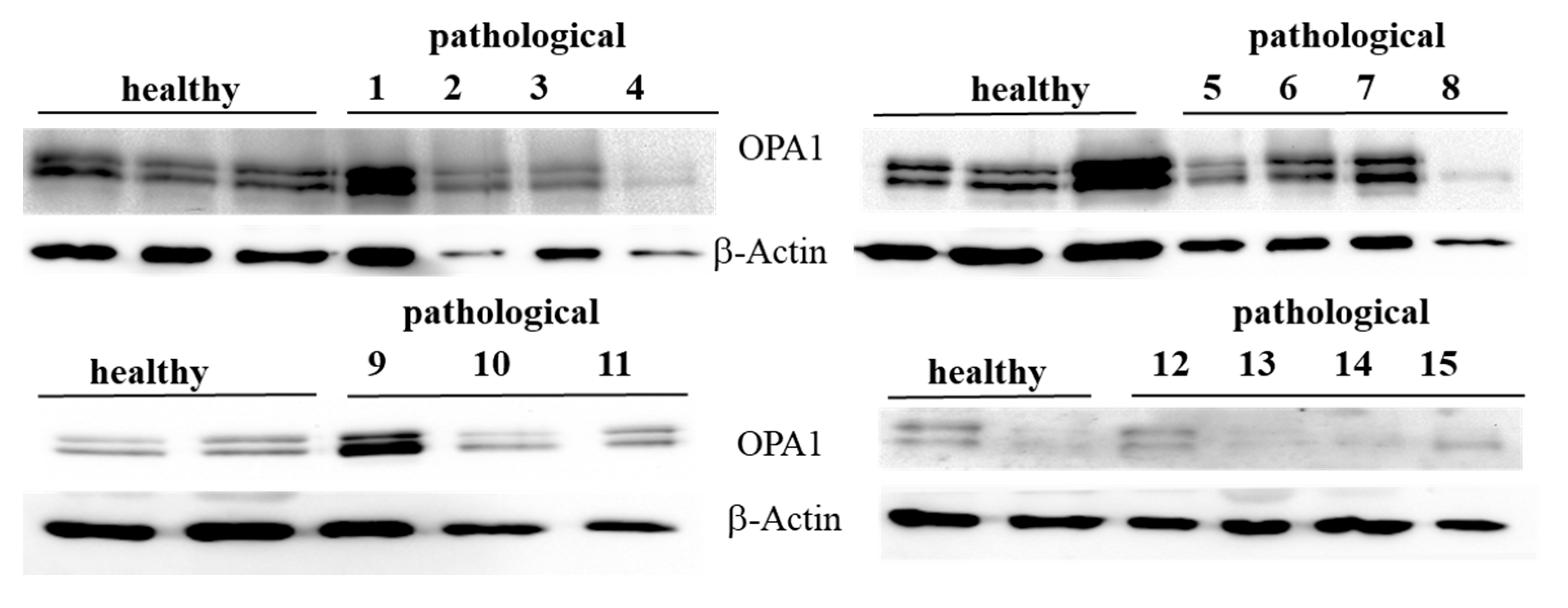 Pathogens 09 00621 g003