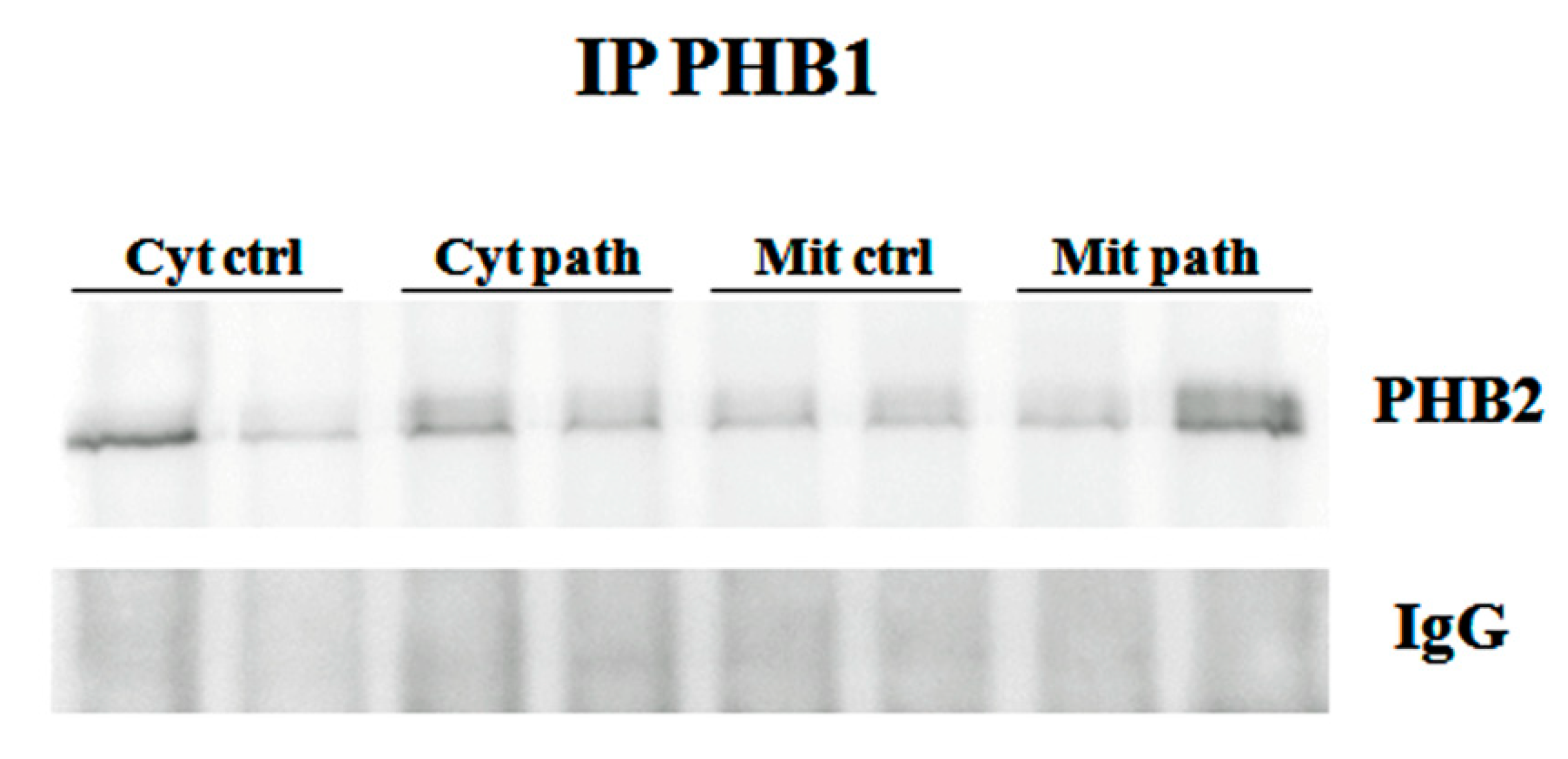 Pathogens 09 00621 g005