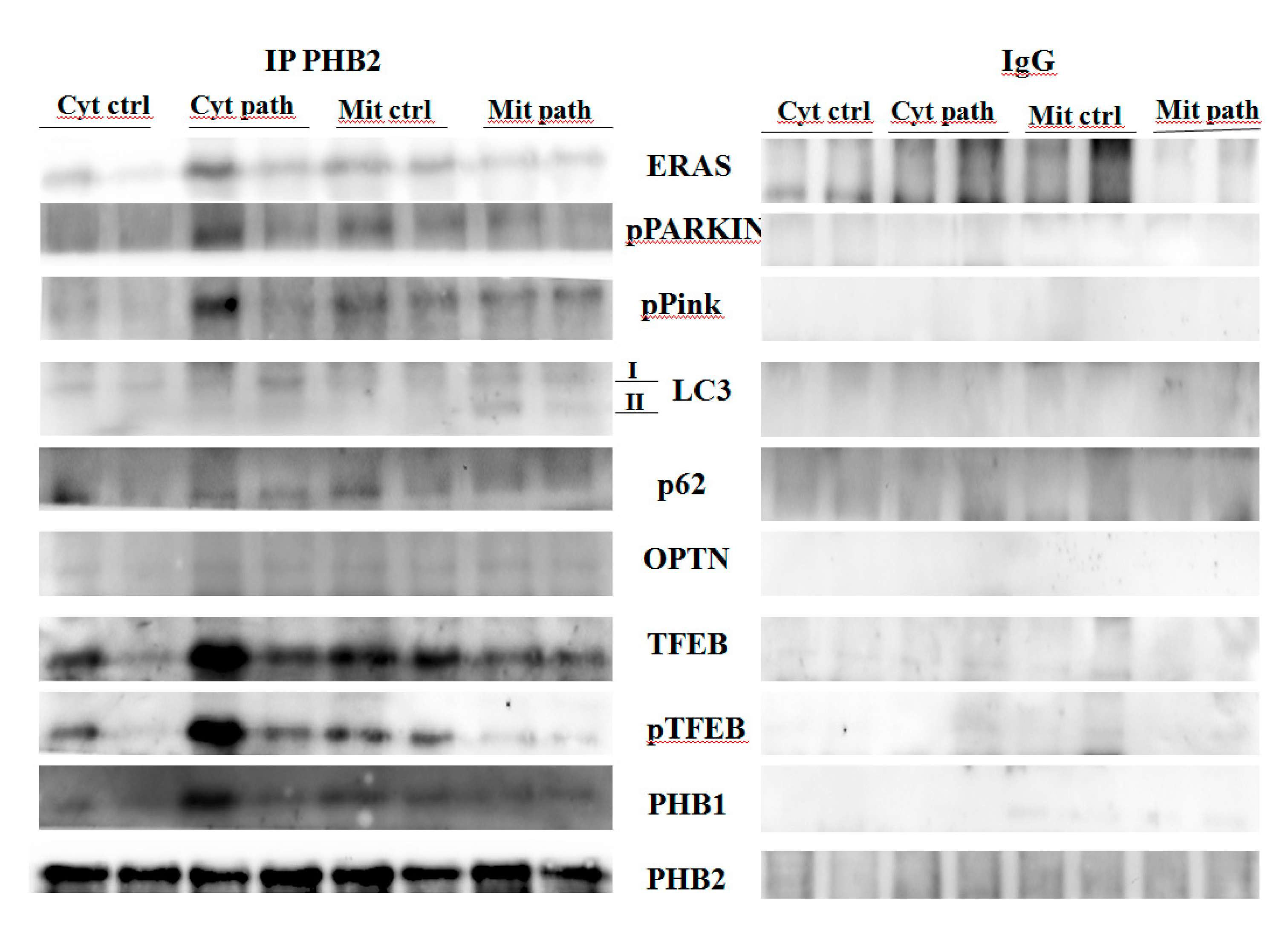 Pathogens 09 00621 g008