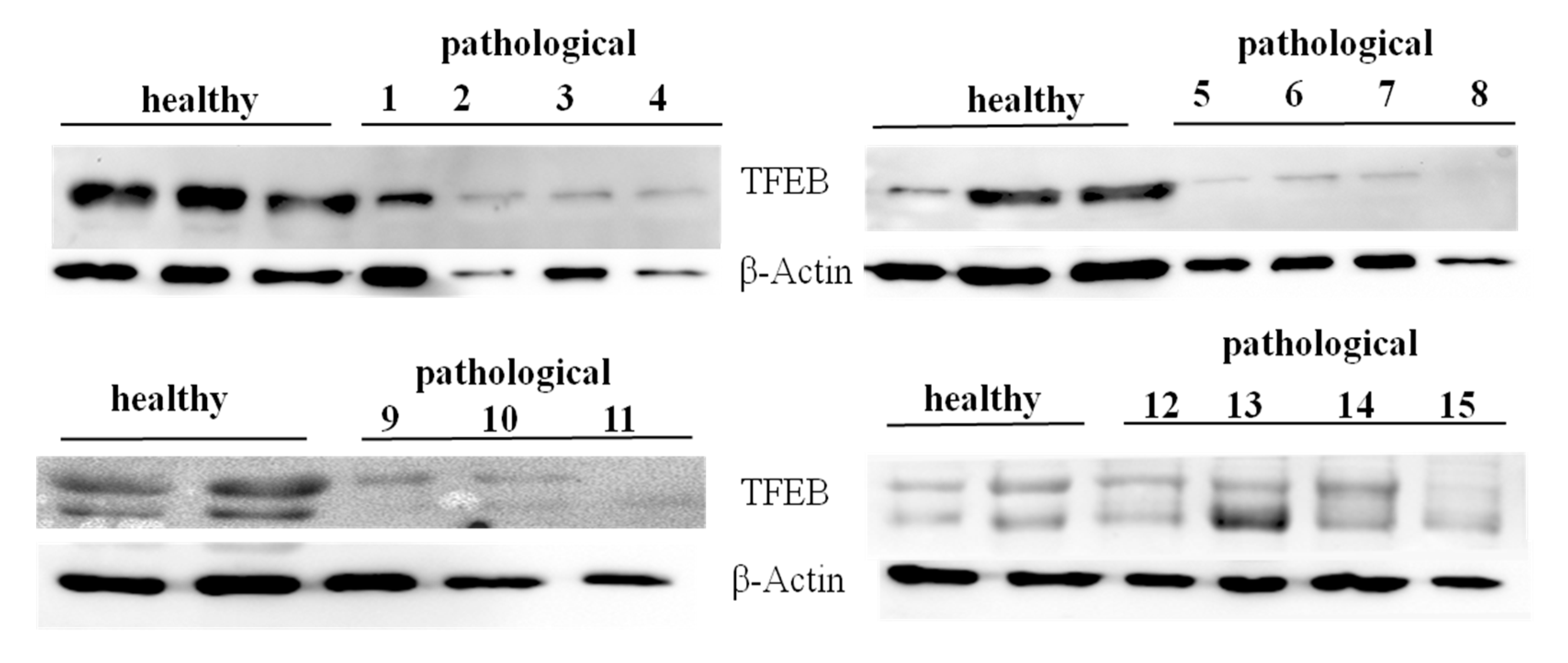 Pathogens 09 00621 g012