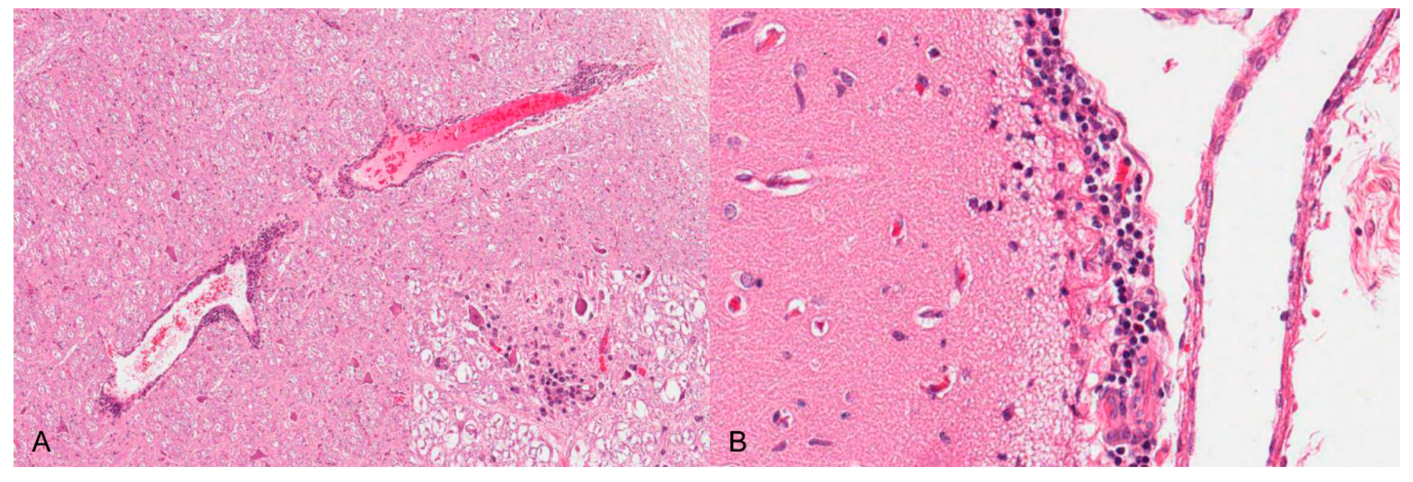 Pathogens 09 00633 g004 Pathogens 09 00633 g004