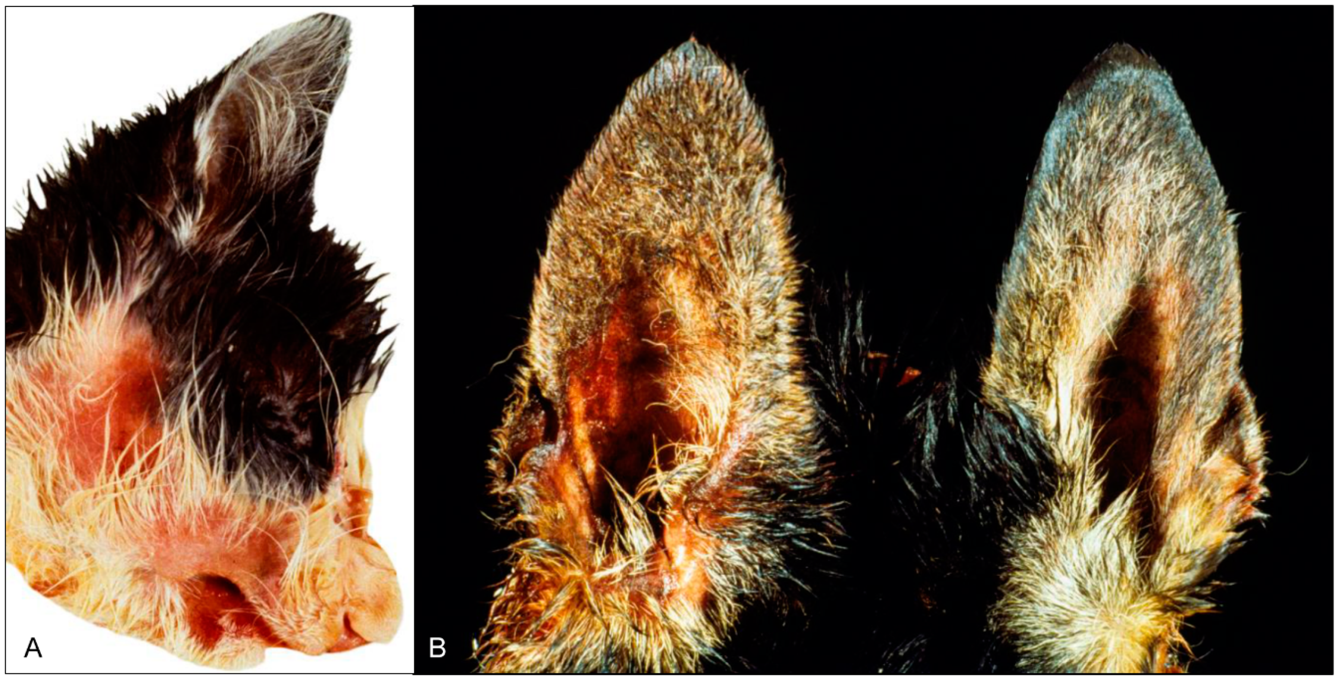 Pathogens 09 00633 g005 Pathogens 09 00633 g005