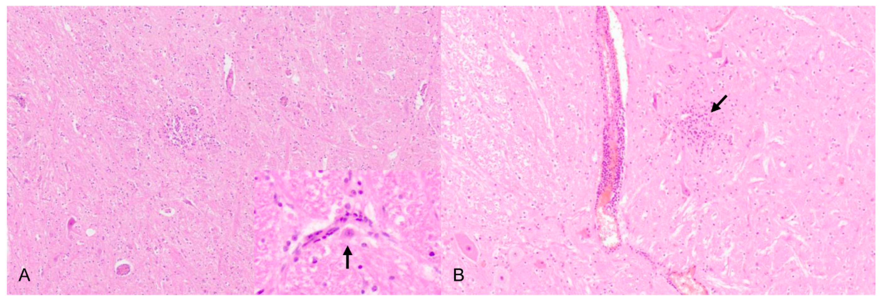 Pathogens 09 00633 g007 Pathogens 09 00633 g007