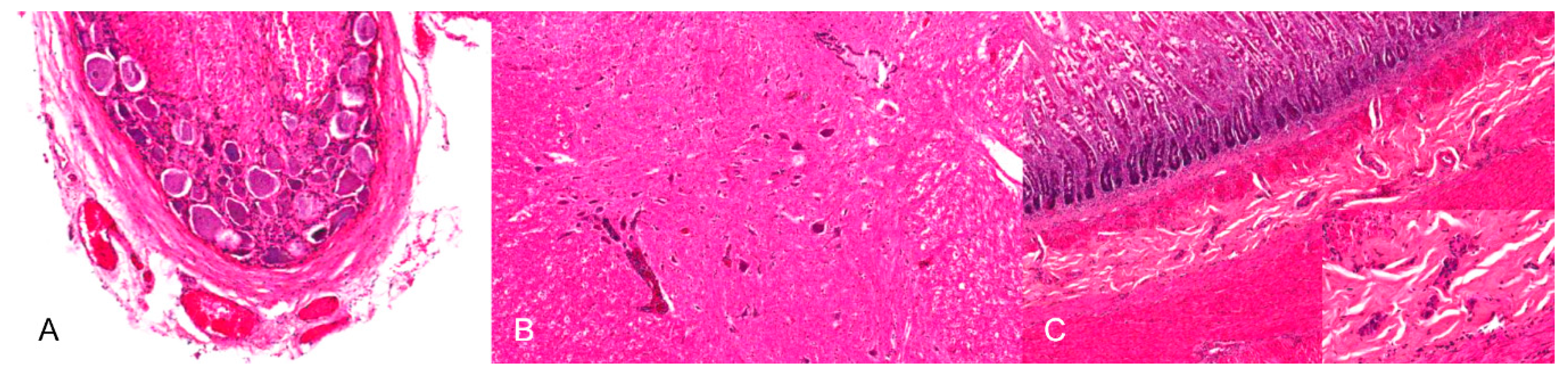 Pathogens 09 00633 g008 Pathogens 09 00633 g008