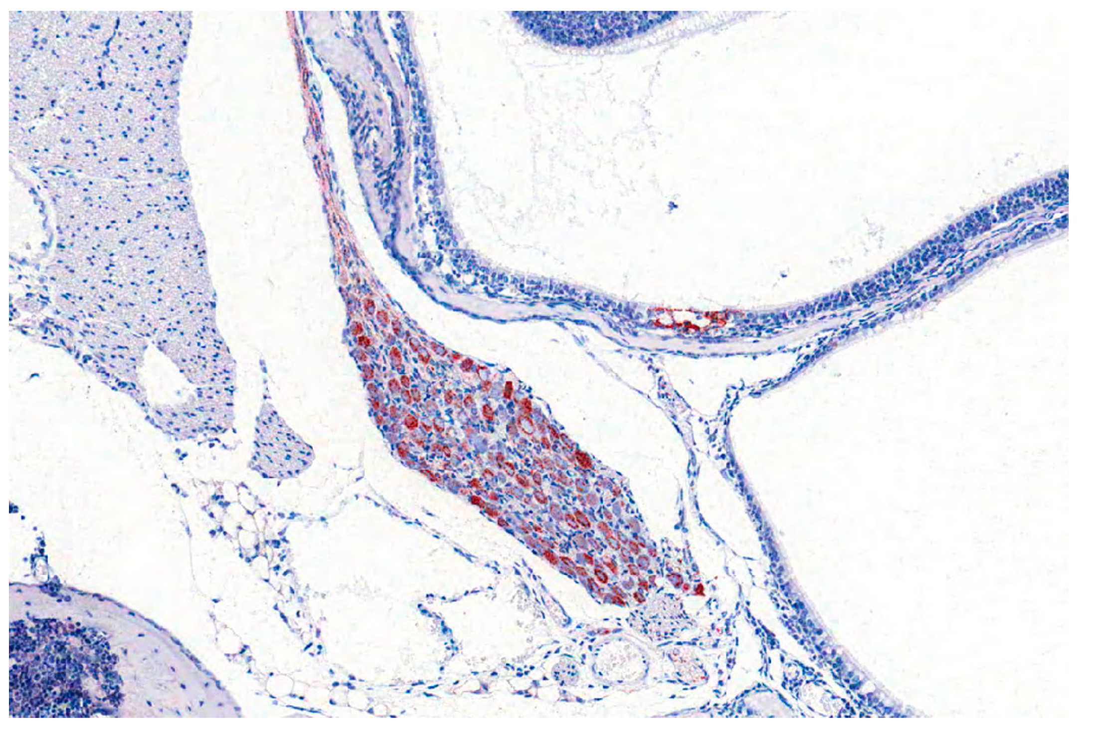 Pathogens 09 00633 g011 Pathogens 09 00633 g011