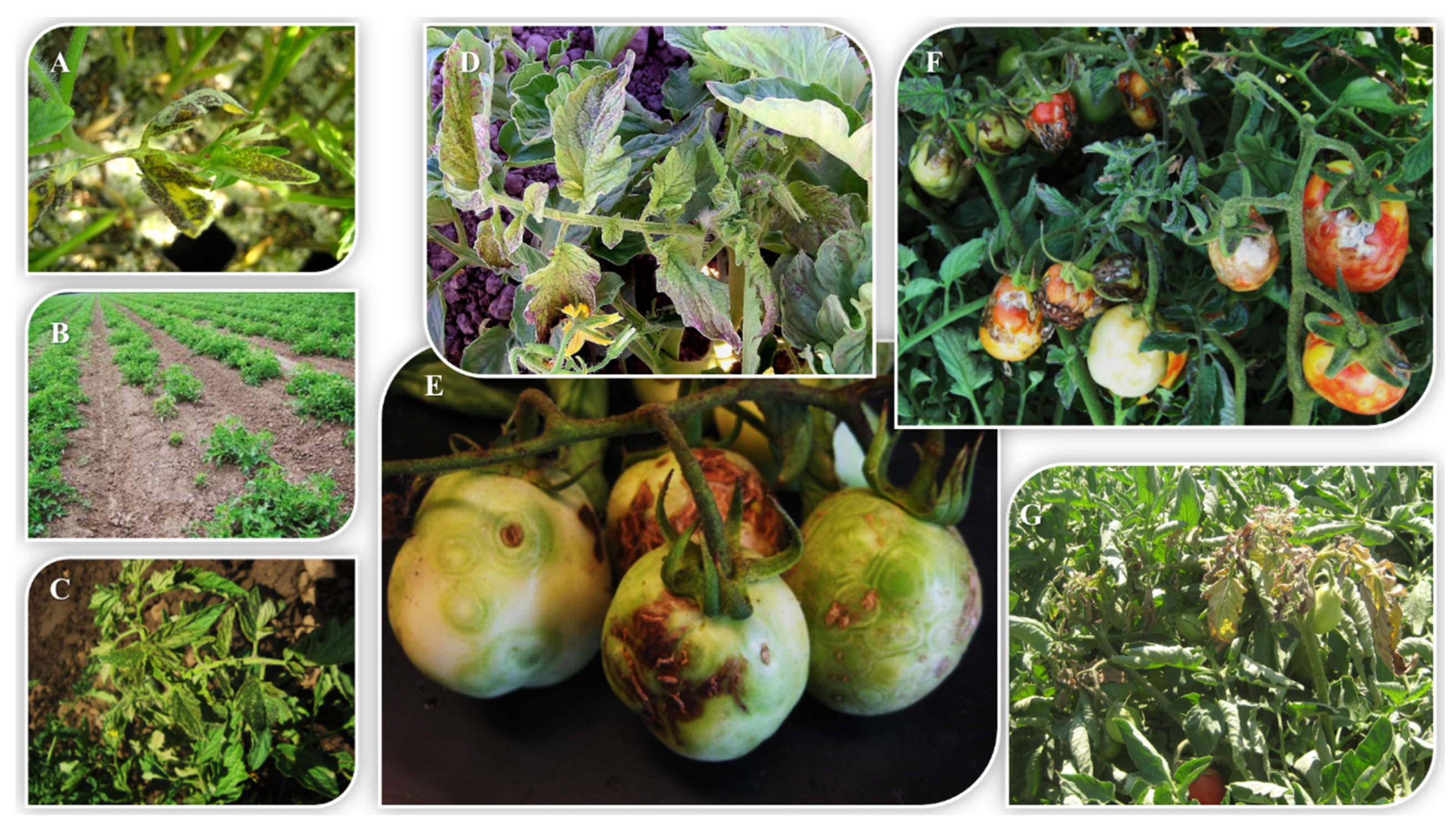 Pathogens 09 00636 g005 Pathogens 09 00636 g005