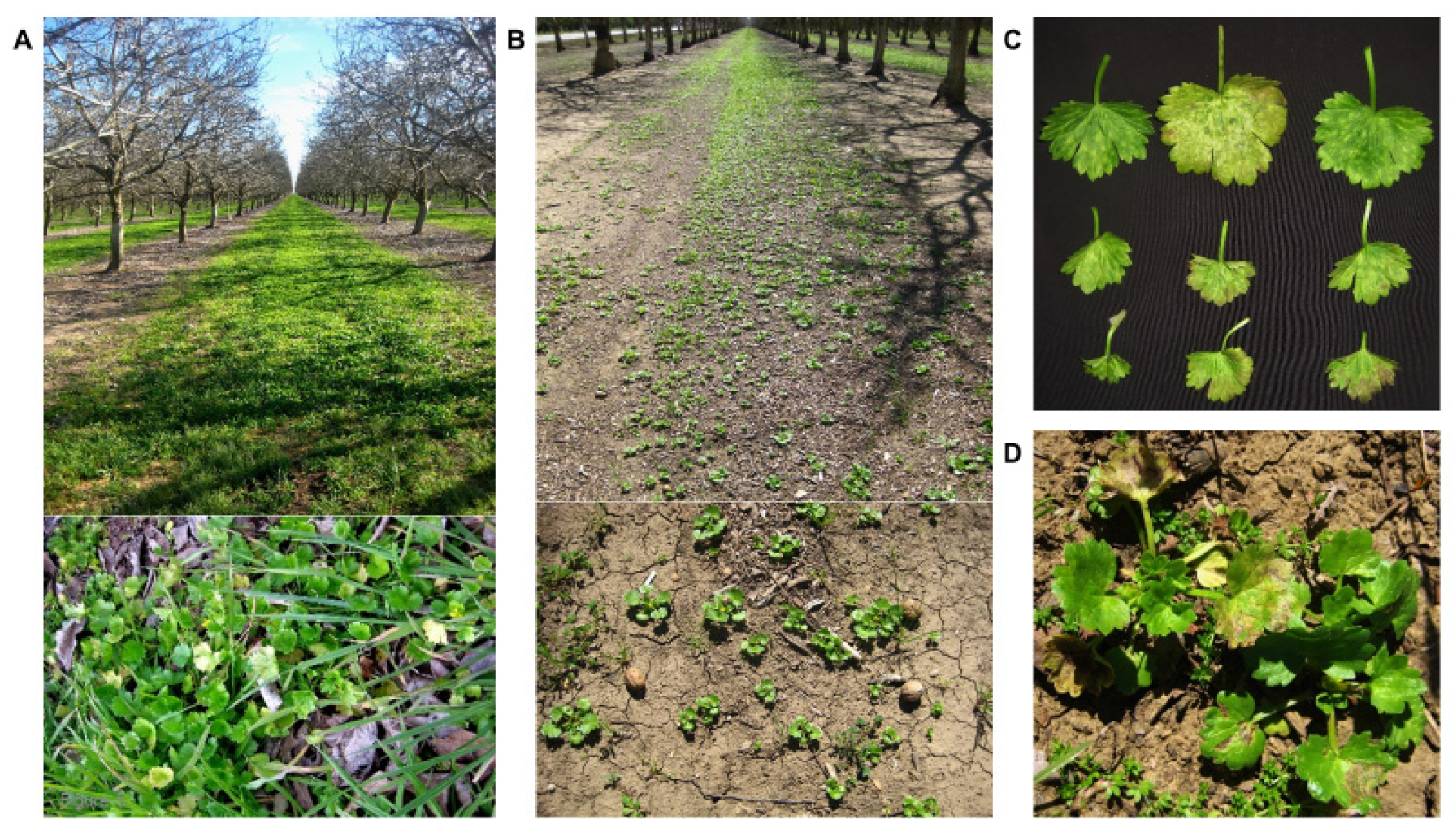 Pathogens 09 00636 g006 Pathogens 09 00636 g006